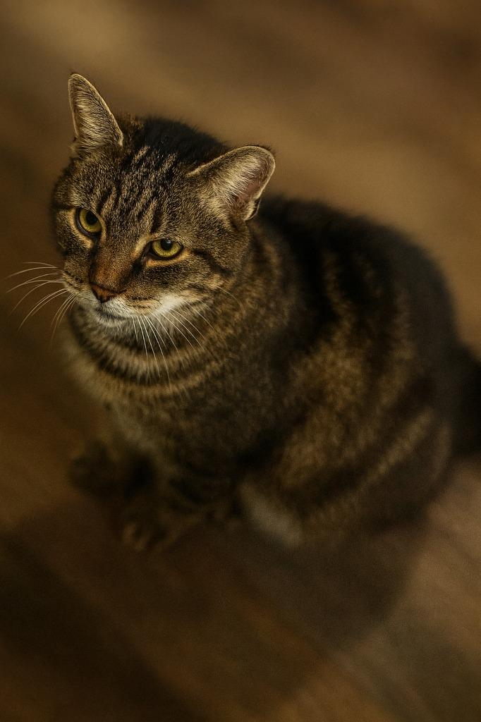 Bees, Adoptable, Young Female Domestic Short Hair.