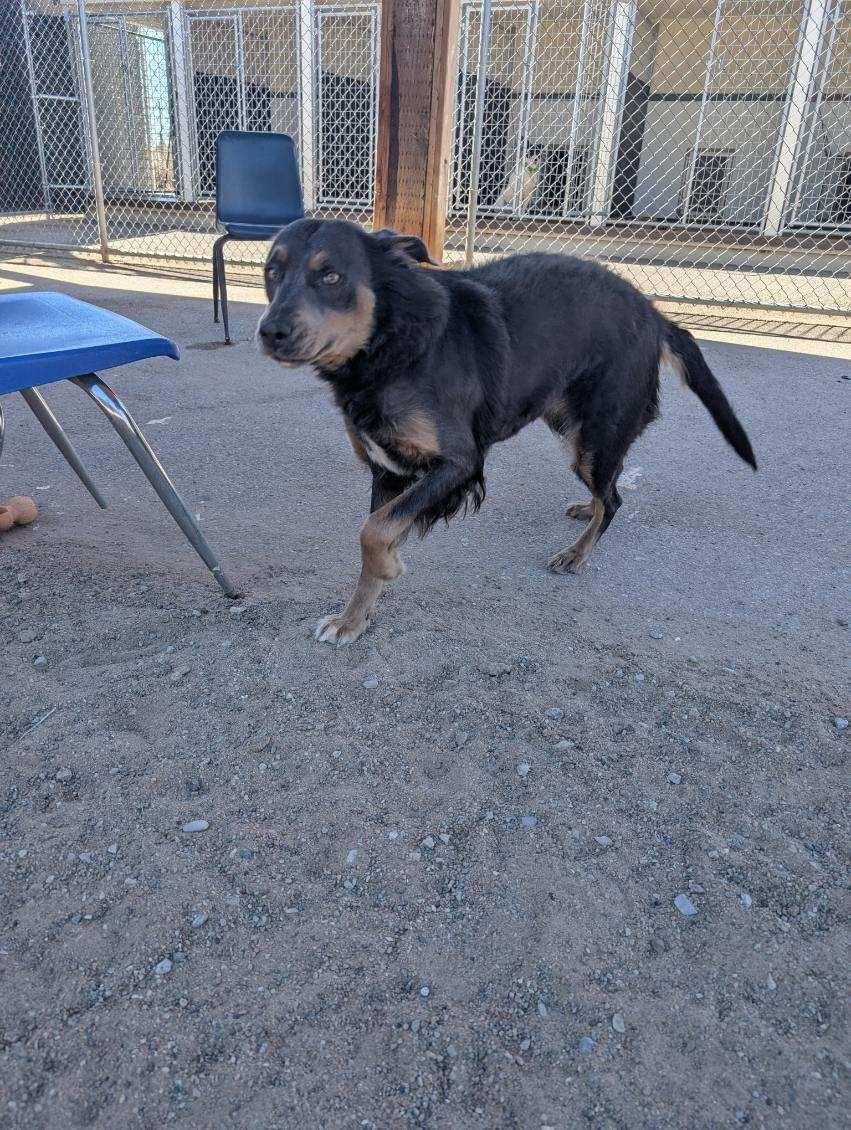 Enlarge Gypsy, a ADOPTABLE mixed breed in Bernalillo, NM image 3/4