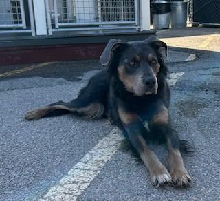 Gypsy, ADOPTABLE, Adult Female Australian Shepherd.