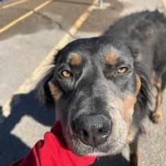 Enlarge Gypsy, a ADOPTABLE mixed breed in Bernalillo, NM image 2/4