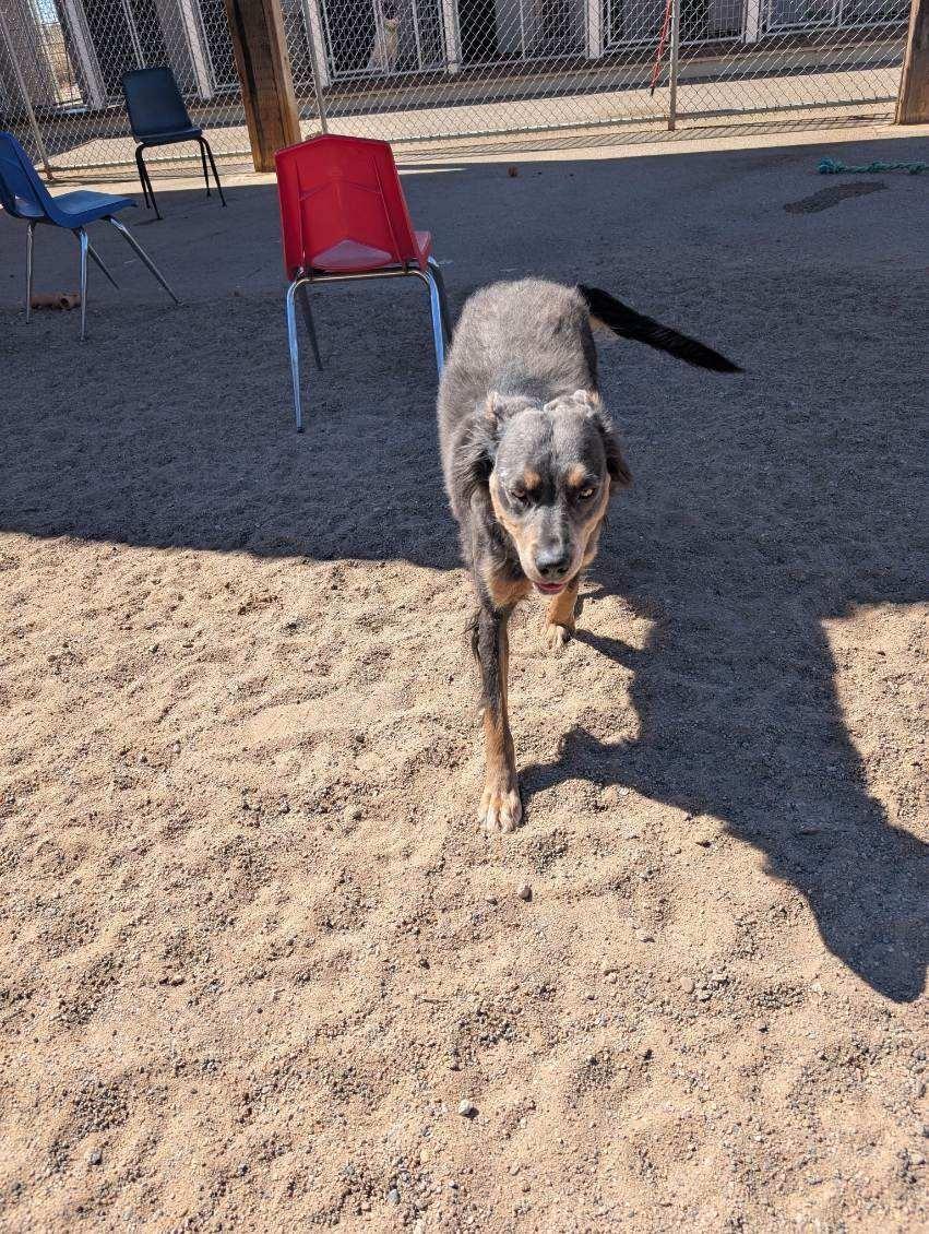 Enlarge Gypsy, a ADOPTABLE mixed breed in Bernalillo, NM image 4/4