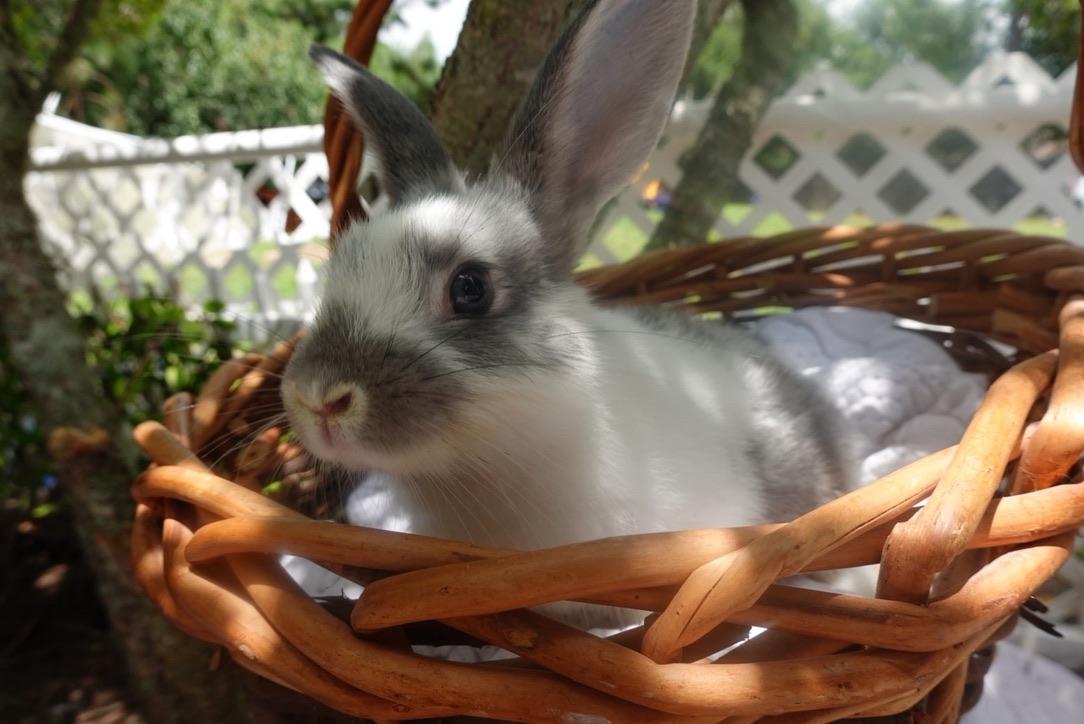 Enlarge Cyrus, an adopted Bunny Rabbit in Navarre, FL image 1/1