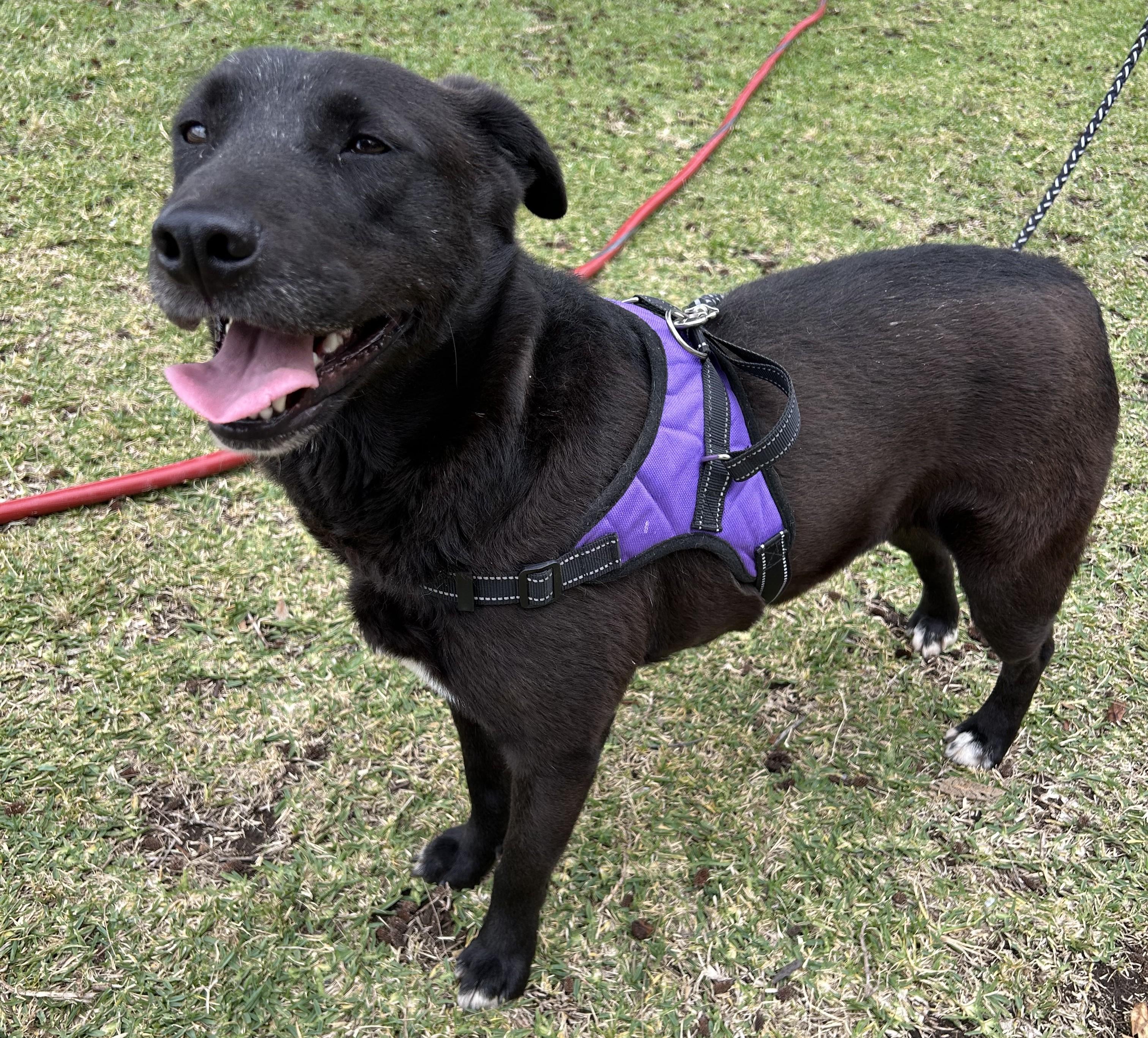 ELSA, a ADOPTABLE mixed breed in Bell Gardens, CA image 1/6