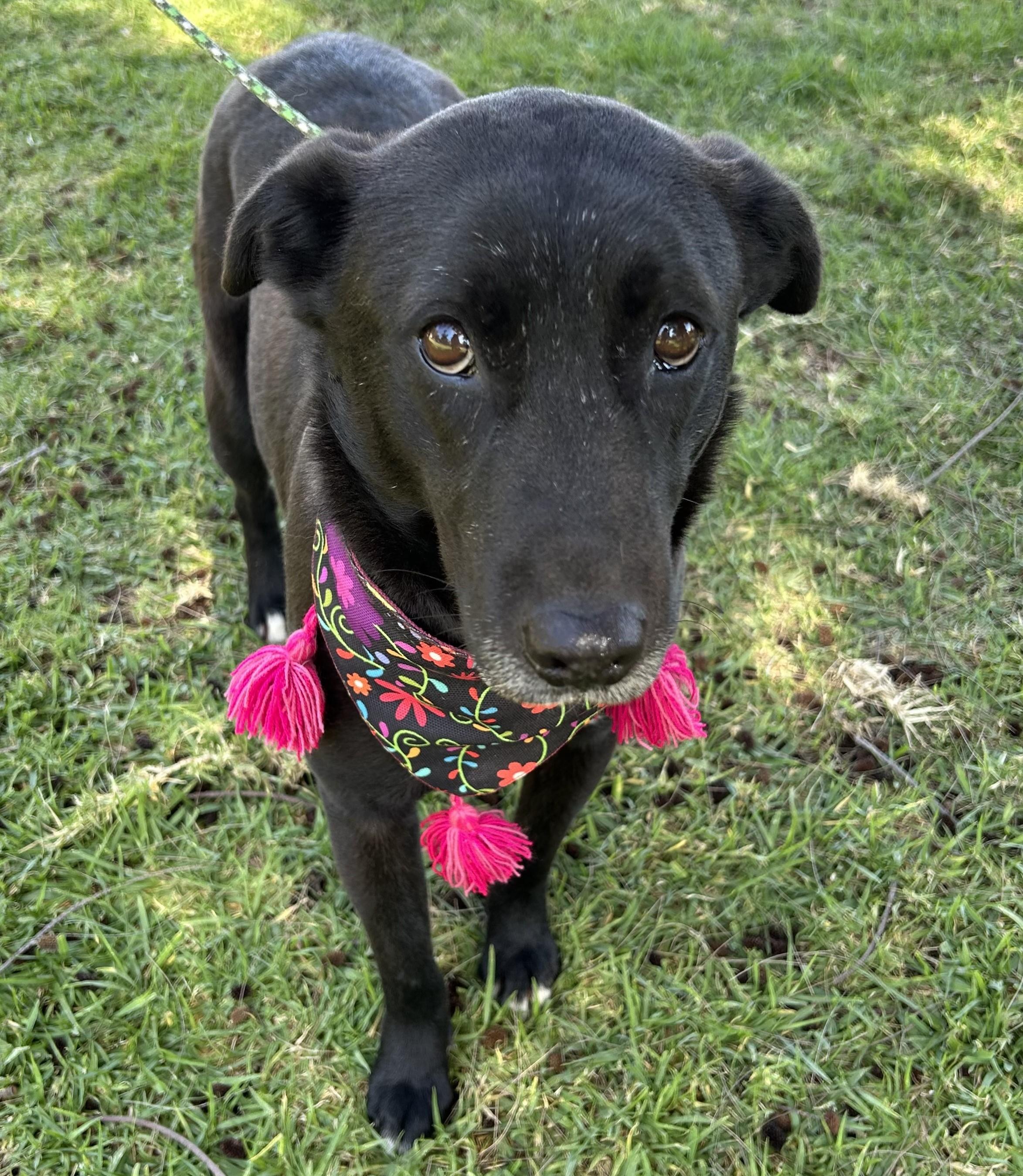 ELSA, a ADOPTABLE mixed breed in Bell Gardens, CA image 2/6