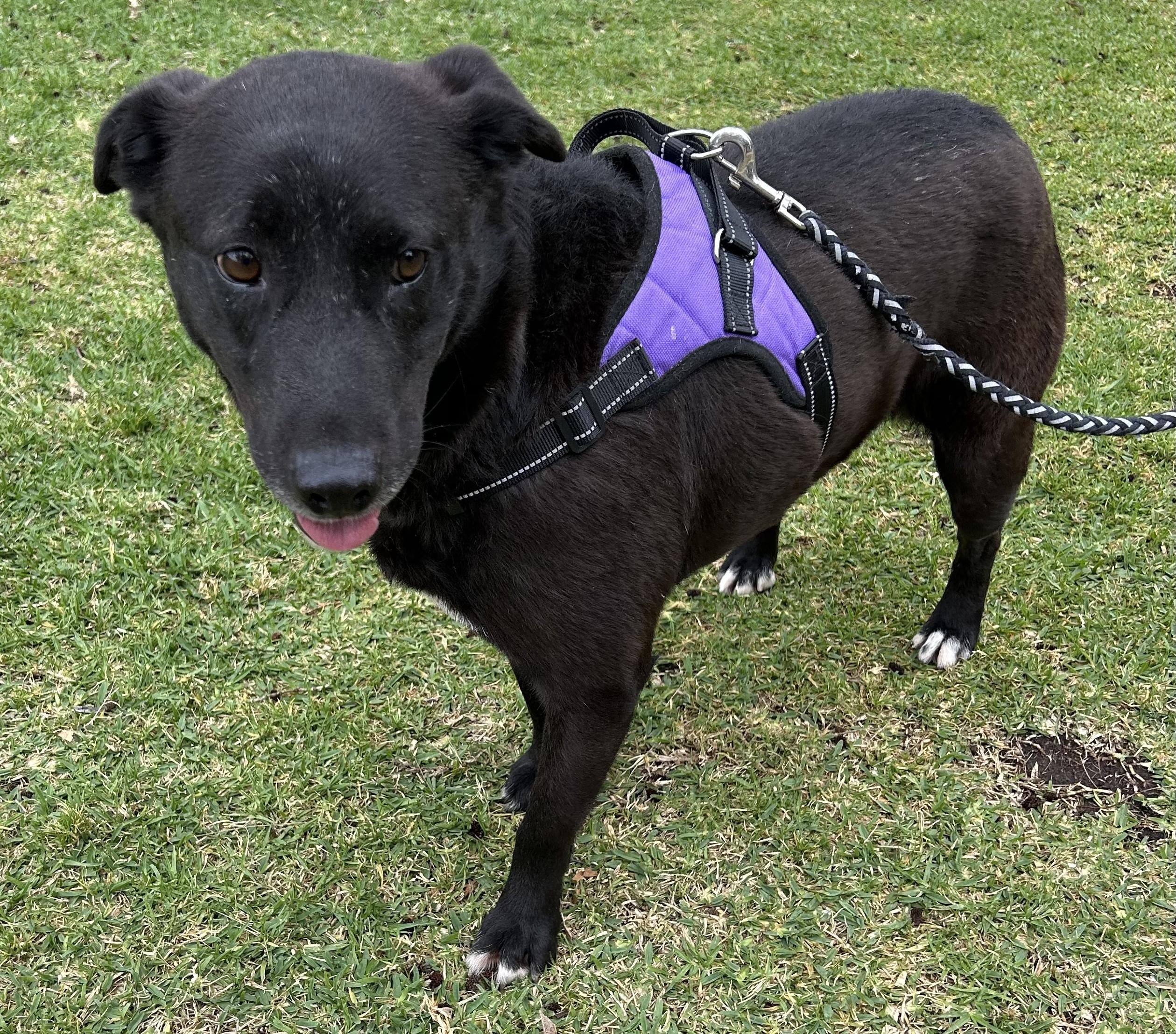 ELSA, a ADOPTABLE mixed breed in Bell Gardens, CA image 3/6