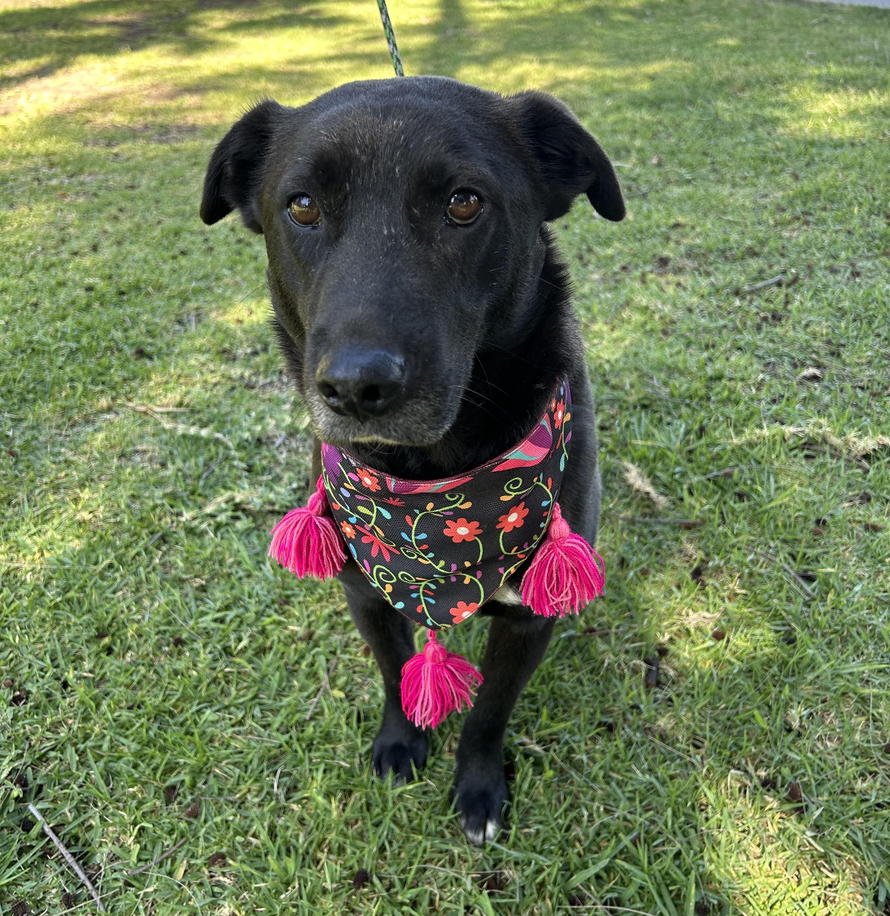 ELSA, a ADOPTABLE mixed breed in Bell Gardens, CA image 6/6