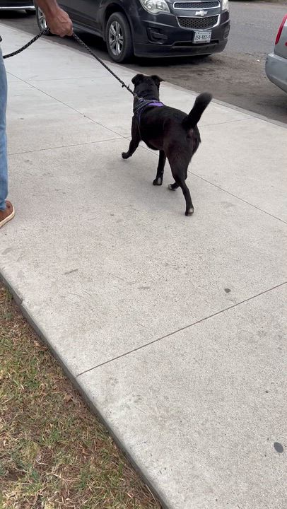 Enlarge ELSA, a ADOPTABLE mixed breed in Bell Gardens, CA video 5/6