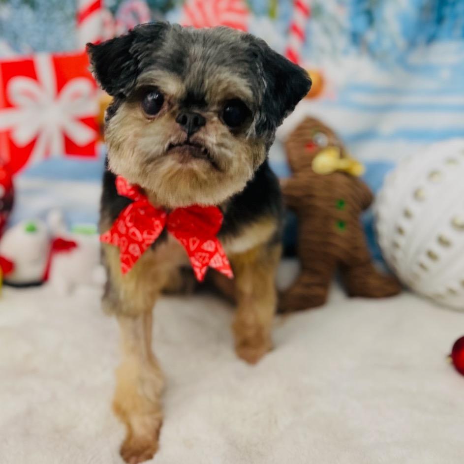 Pugsly, Adoptable, Senior Male Shih Tzu.