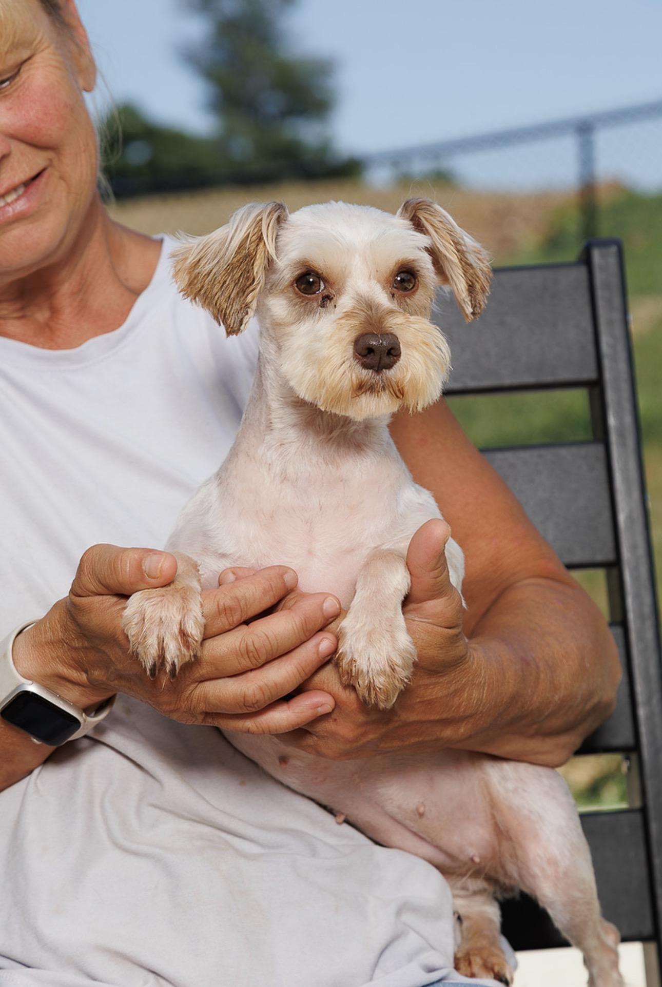 Paige, Adoptable, Adult Female Miniature Schnauzer.