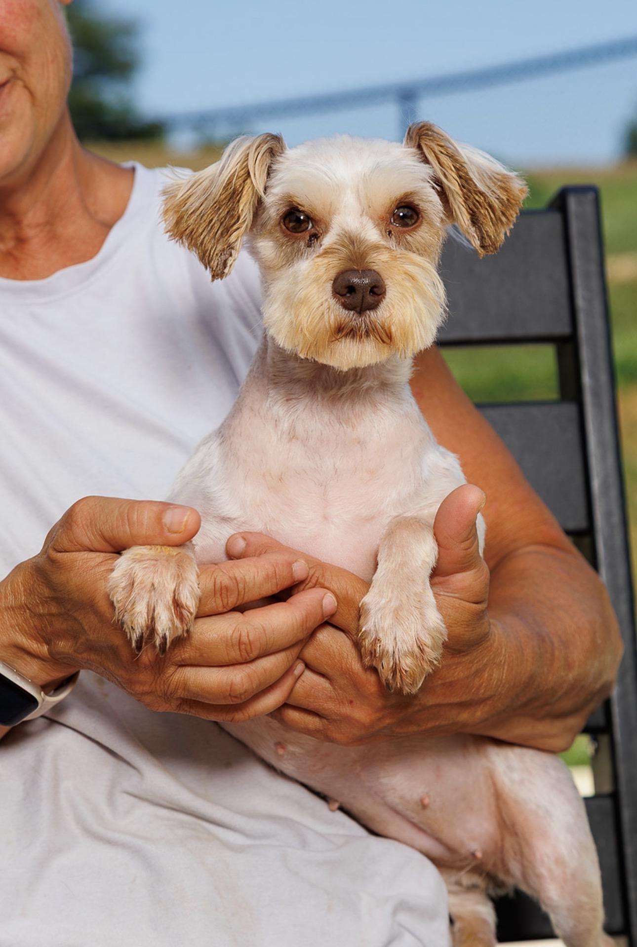 Enlarge Paige, a Adoptable Miniature Schnauzer in Chester Springs, PA image 3/3