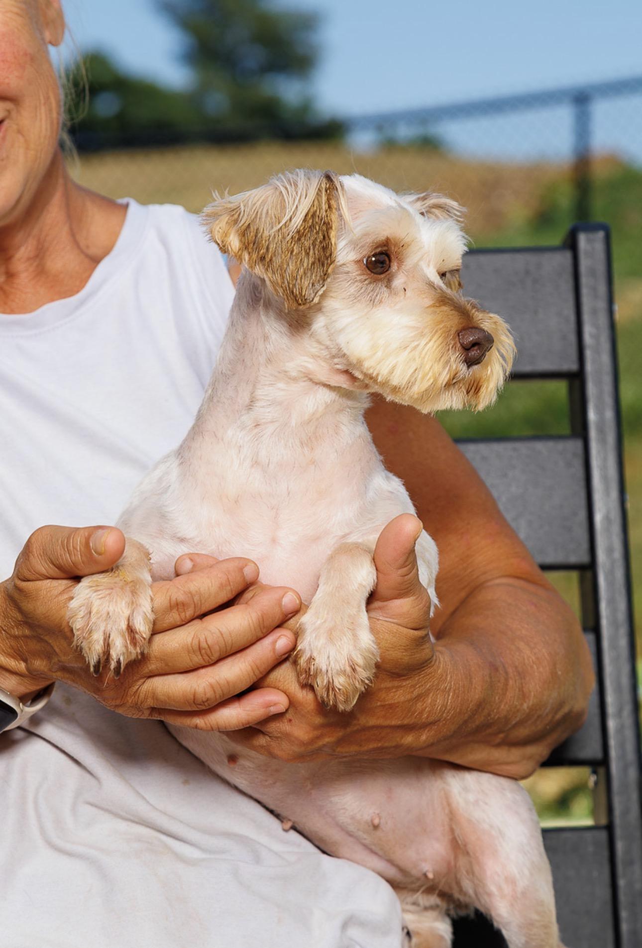Enlarge Paige, a Adoptable Miniature Schnauzer in Chester Springs, PA image 2/3