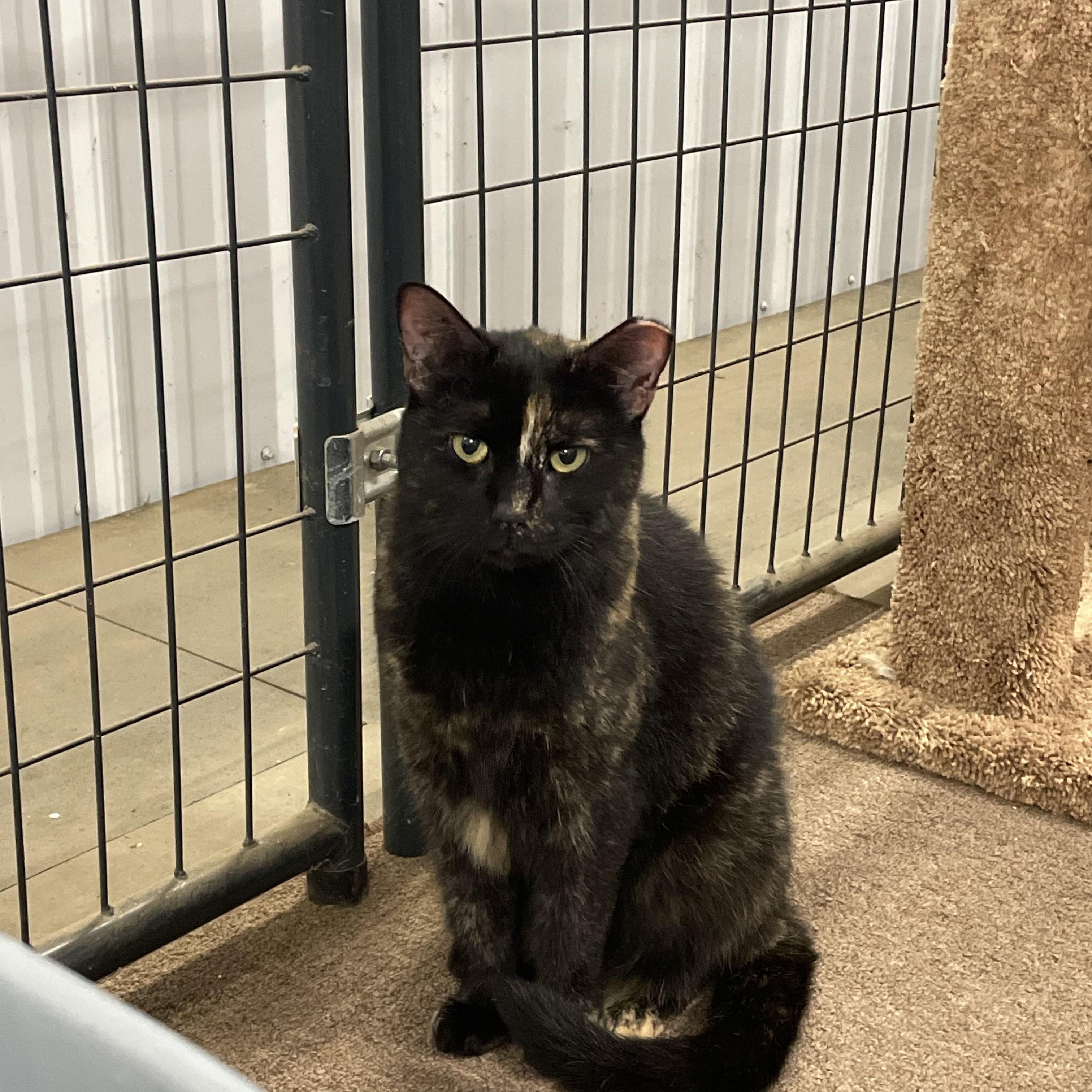 Tiger, Adoptable, Adult Female Tortoiseshell.