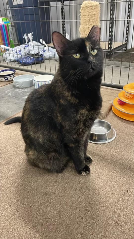 Enlarge Tiger, a Adoptable Tortoiseshell in Leesburg, VA image 3/3