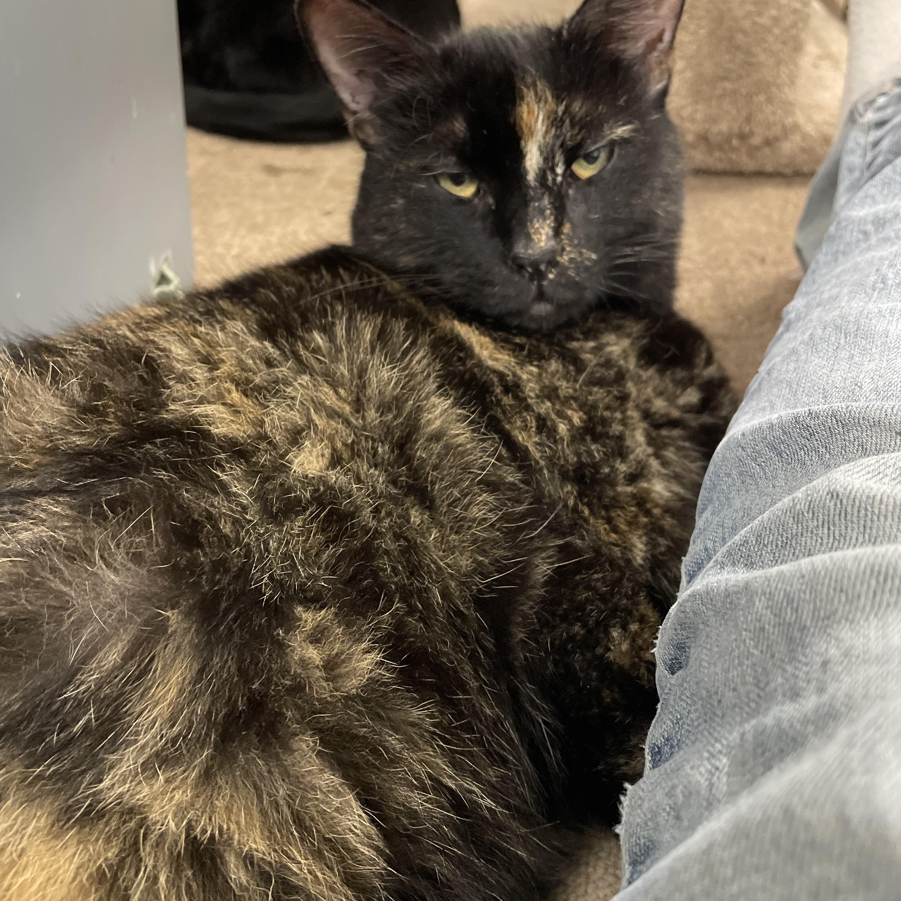 Enlarge Tiger, a Adoptable Tortoiseshell in Leesburg, VA image 2/3