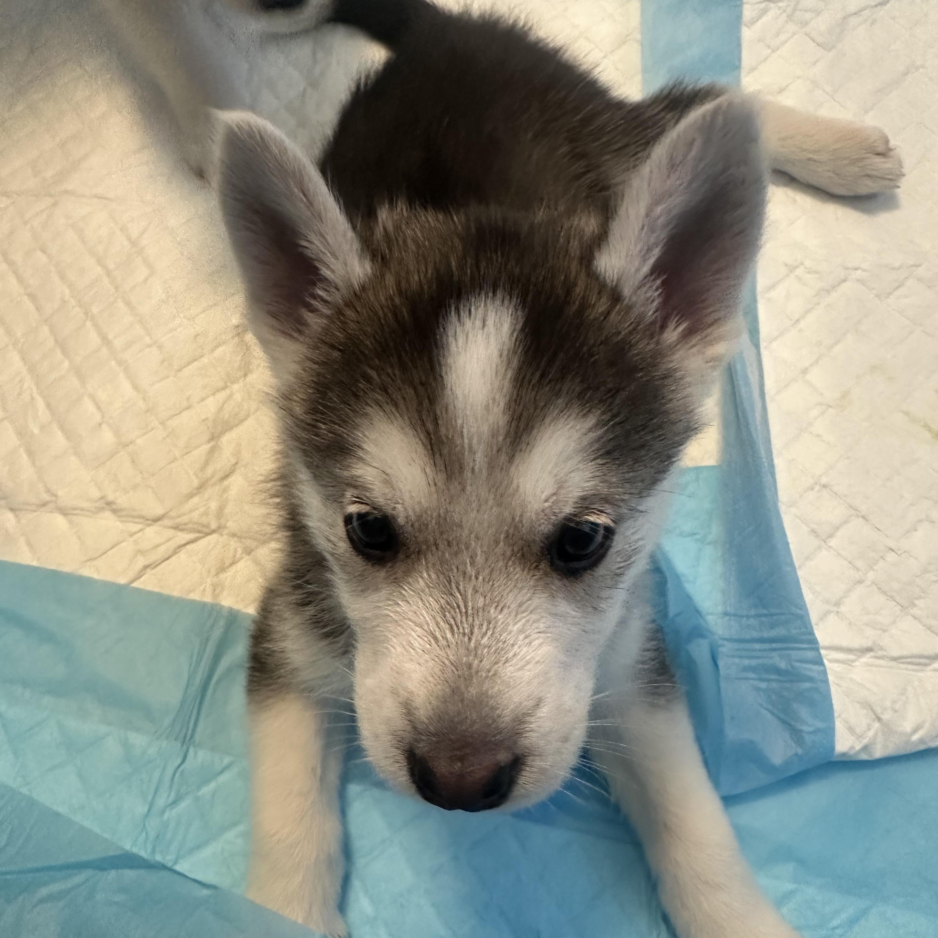 Enlarge Muenster, a Adoptable mixed breed in Commerce City, CO image 2/3