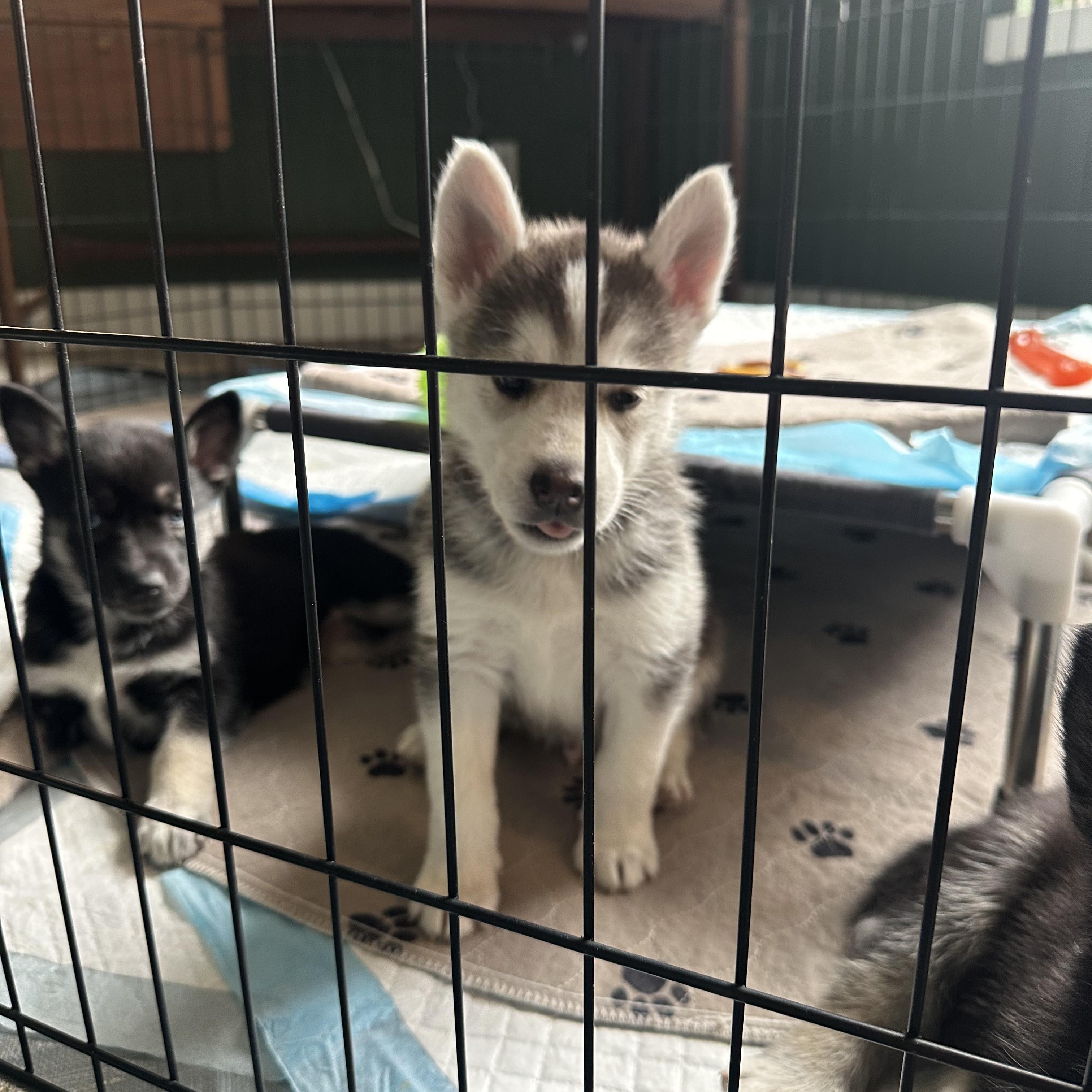 Enlarge Muenster, a Adoptable mixed breed in Commerce City, CO image 3/3