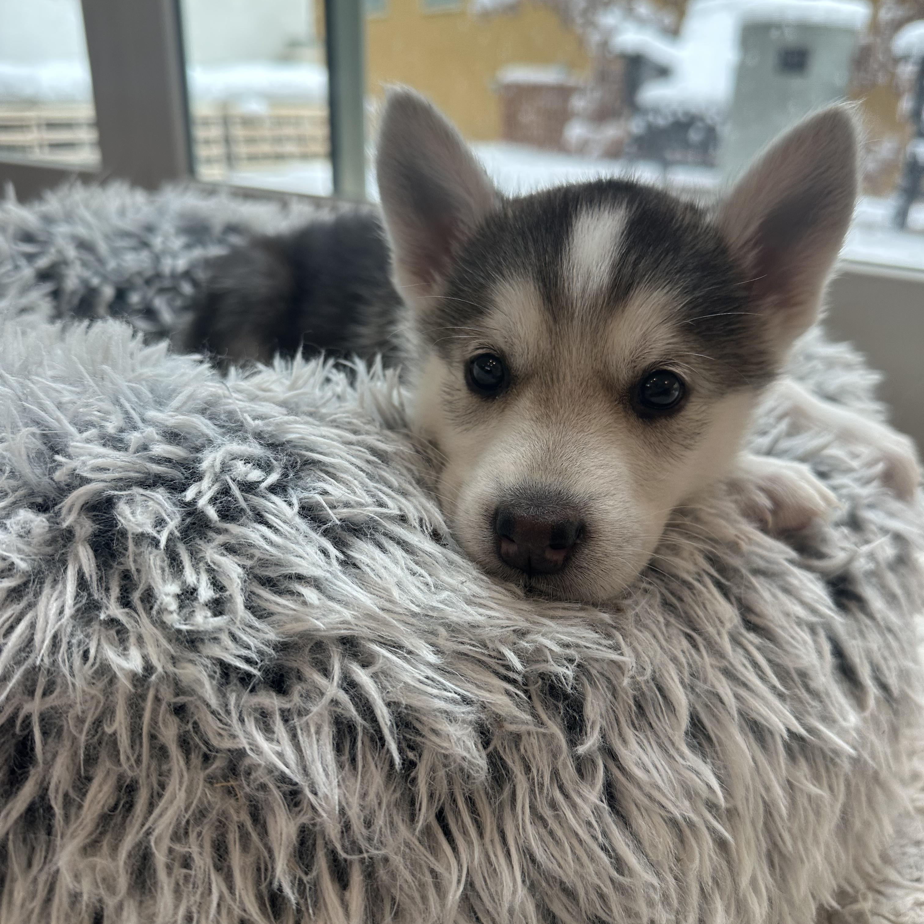 Muenster, Adoptable, Puppy Male Shepherd & Husky.