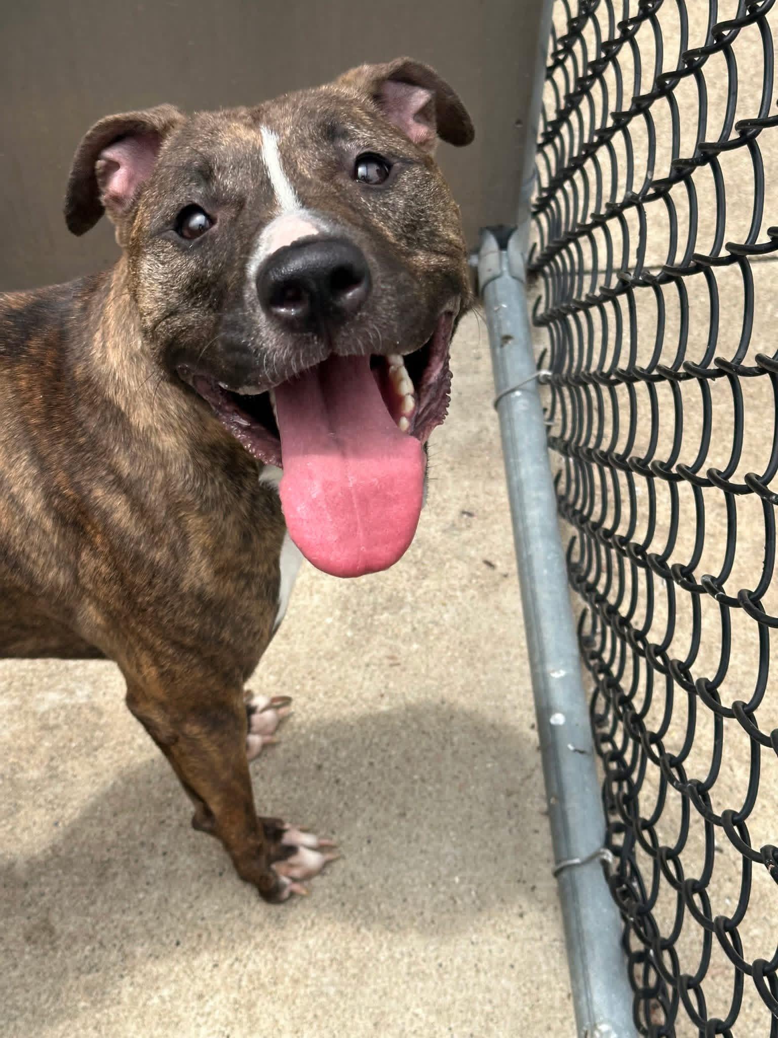 Enlarge Sizzle, an adoptable Pit Bull Terrier in Chicago, IL image 3/5