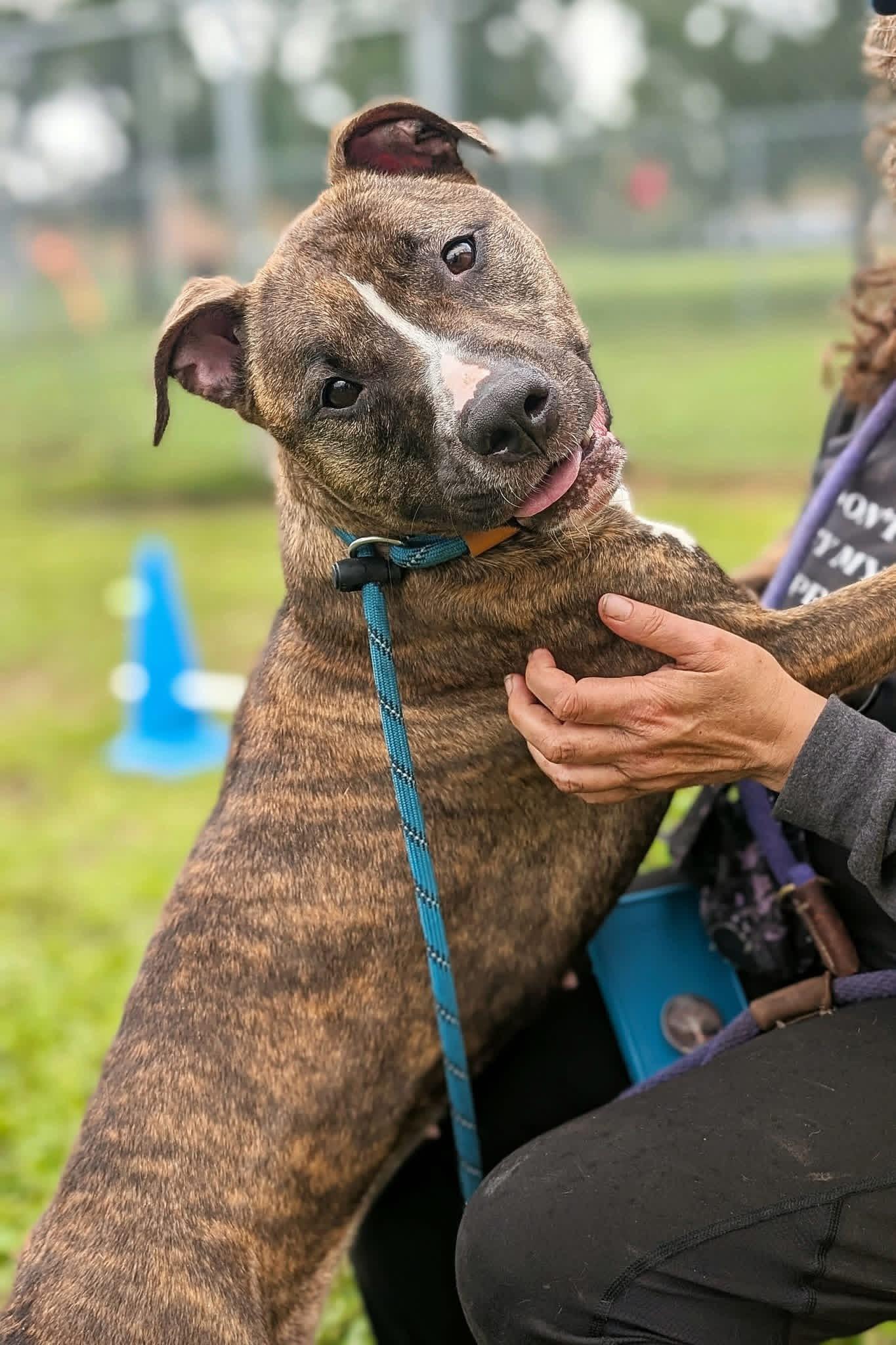 Enlarge Sizzle, an adoptable Pit Bull Terrier in Chicago, IL image 2/5