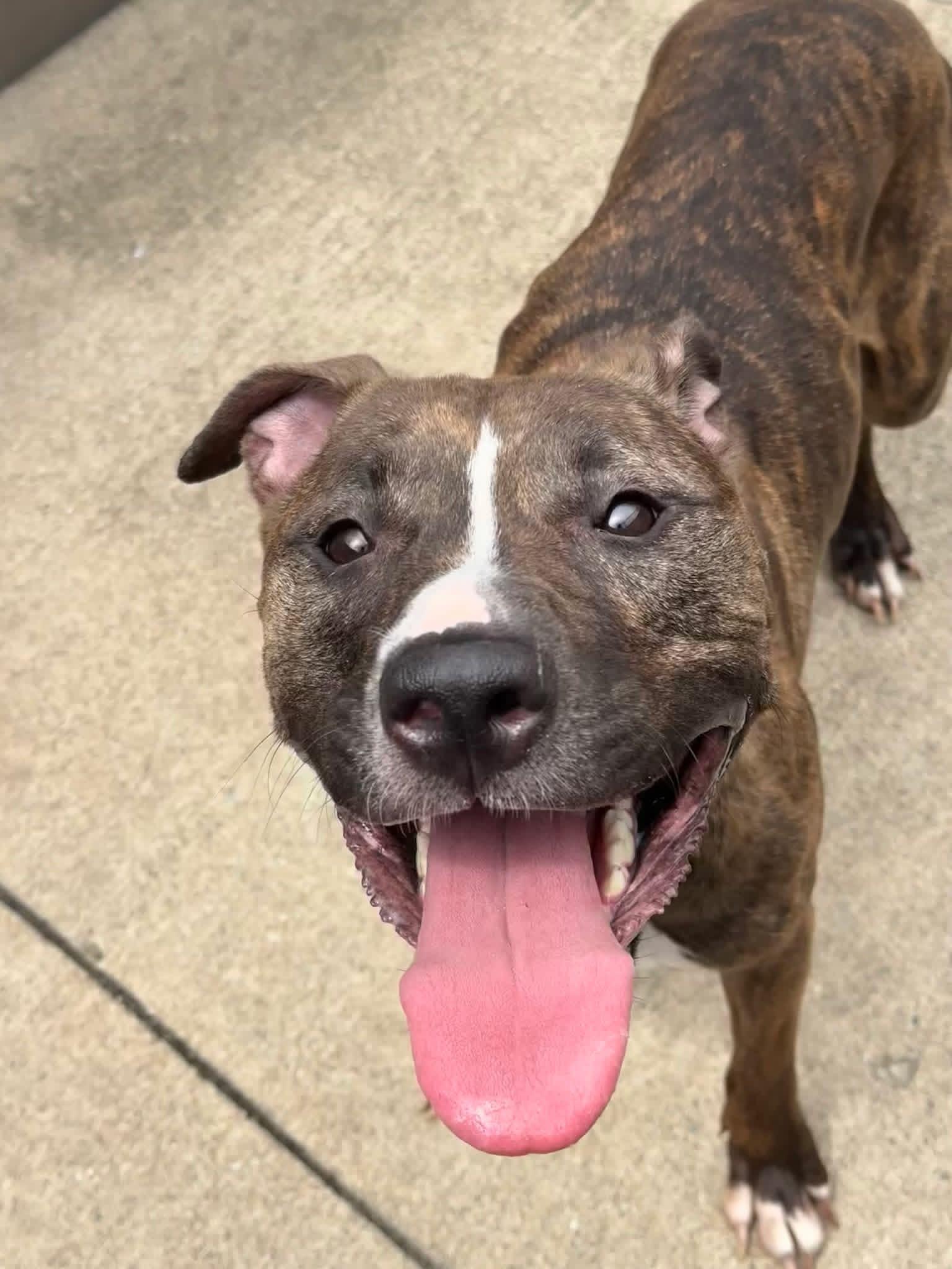Sizzle, adoptable, Adult Female Pit Bull Terrier.