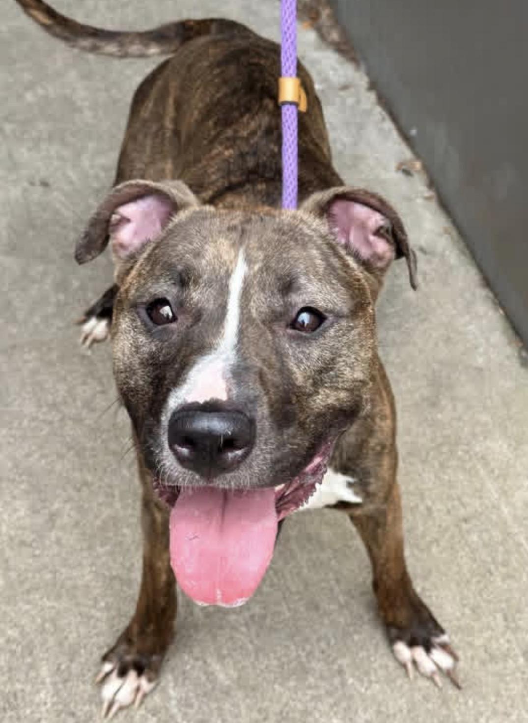 Enlarge Sizzle, an adoptable Pit Bull Terrier in Chicago, IL image 4/5