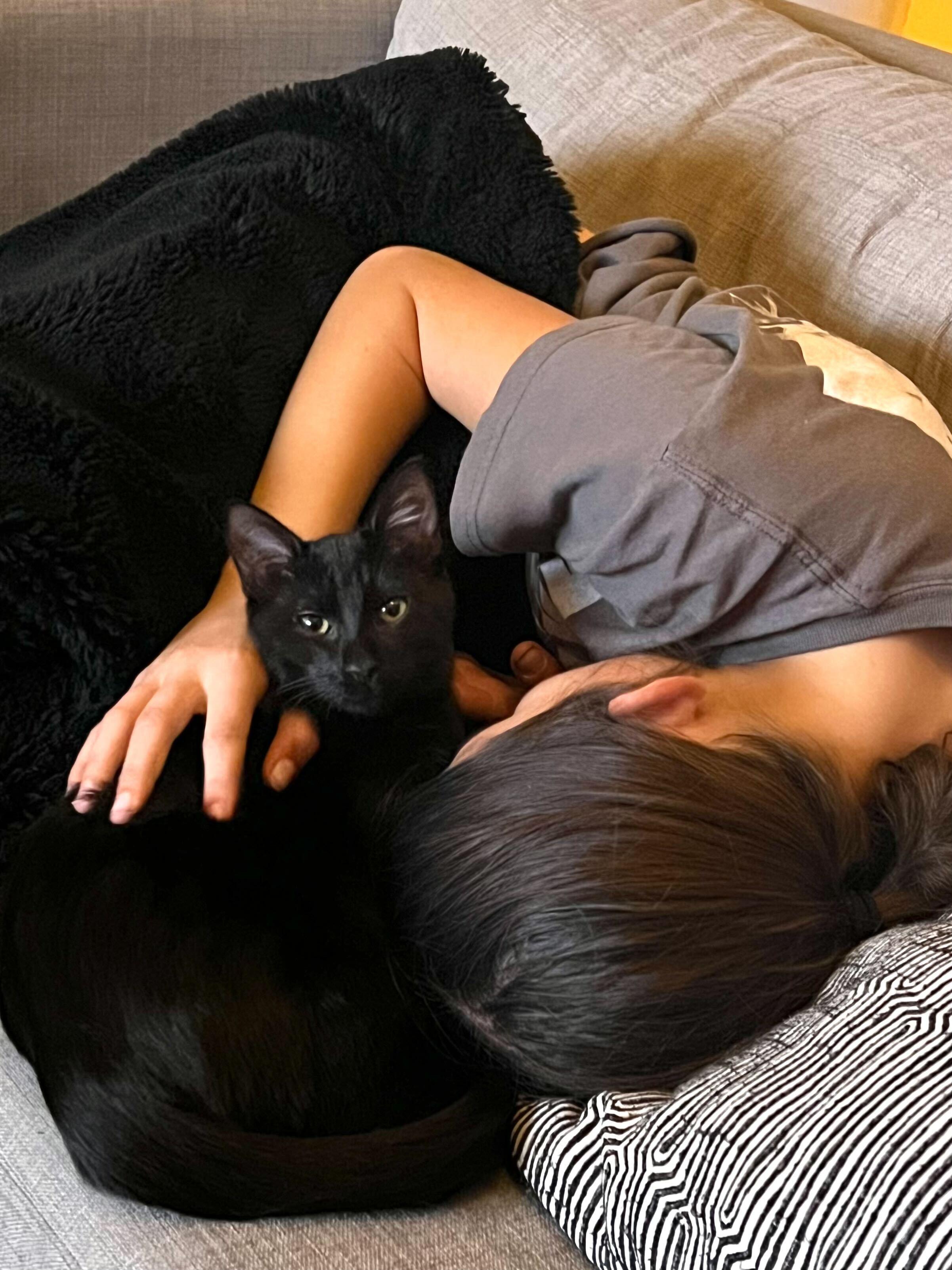 Enlarge Vuori, a ADOPTABLE American Shorthair in Santa Monica, CA image 5/6