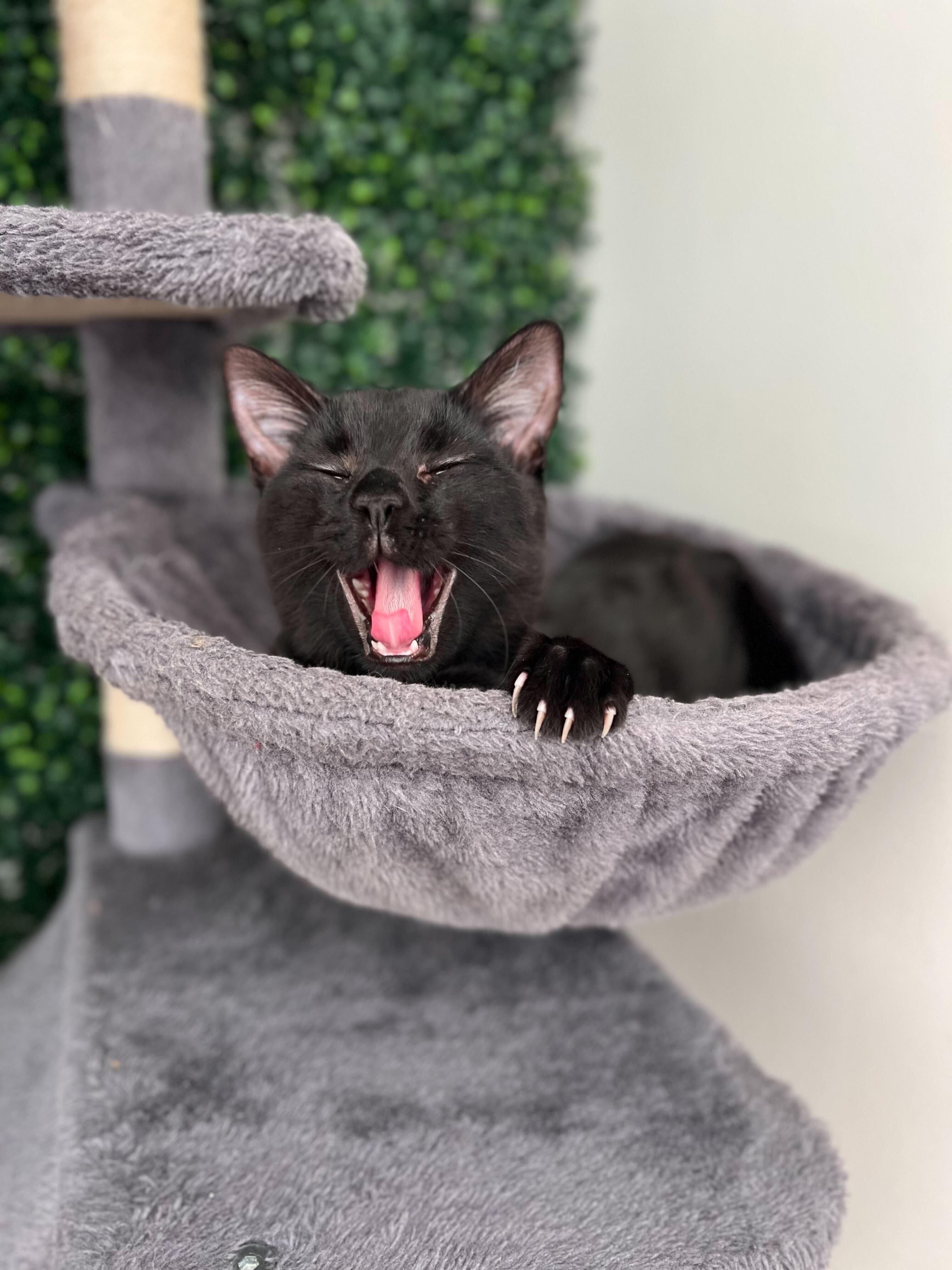 Enlarge Vuori, a ADOPTABLE American Shorthair in Santa Monica, CA image 6/6