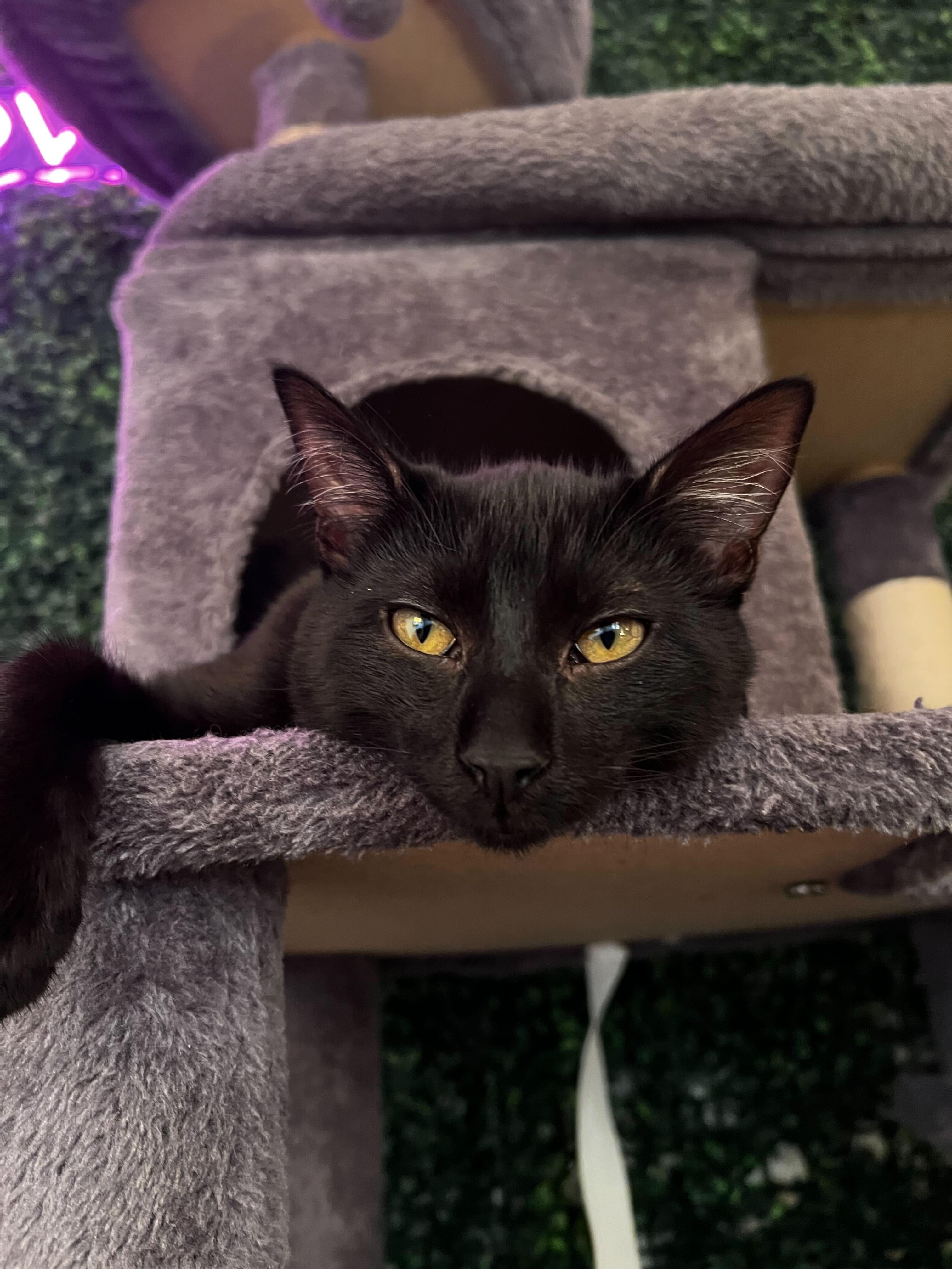 Enlarge Vuori, a ADOPTABLE American Shorthair in Santa Monica, CA image 4/6