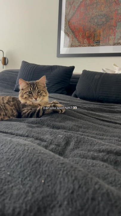 Enlarge Vuori, a ADOPTABLE American Shorthair in Santa Monica, CA video 2/6