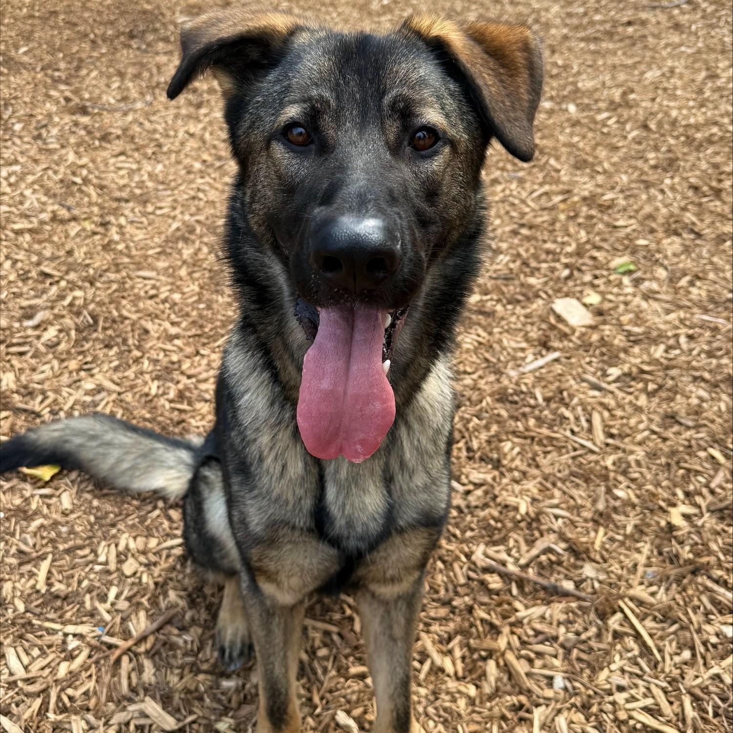 Ryder, a Adoptable Mixed Breed image 1/5