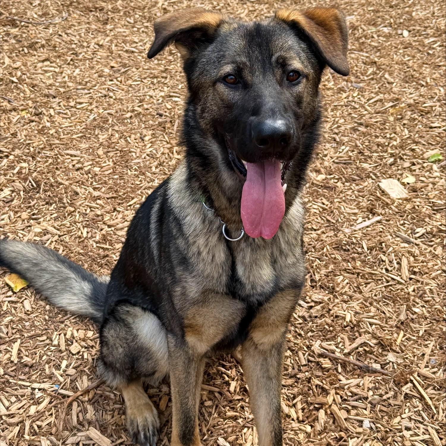 Ryder, a Adoptable Mixed Breed image 2/5