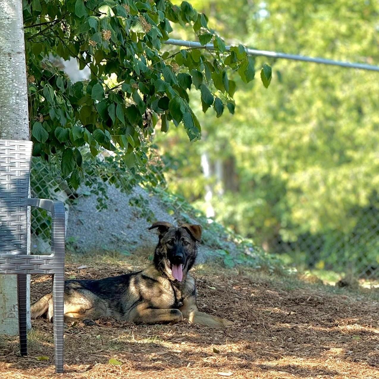 Ryder, a Adoptable Mixed Breed image 3/5