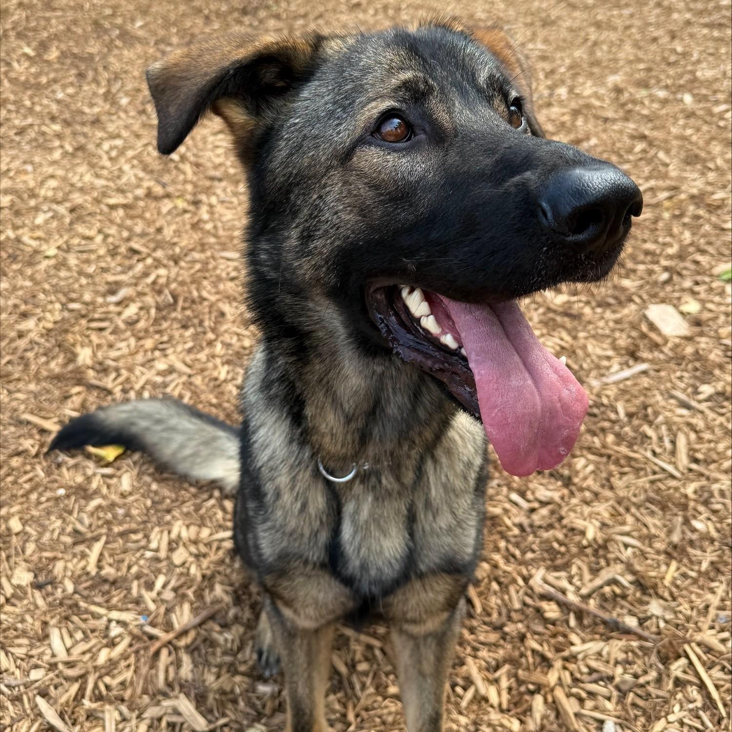 Ryder, a Adoptable Mixed Breed image 4/5