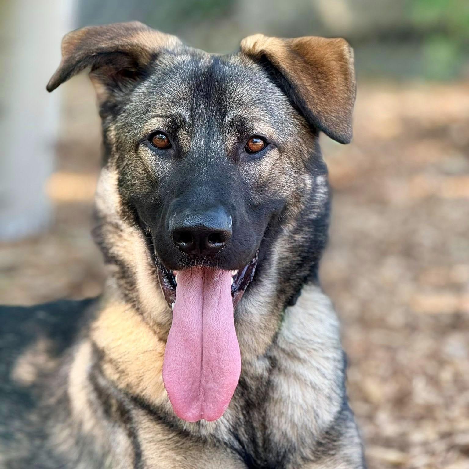 Ryder, a Adoptable Mixed Breed image 5/5