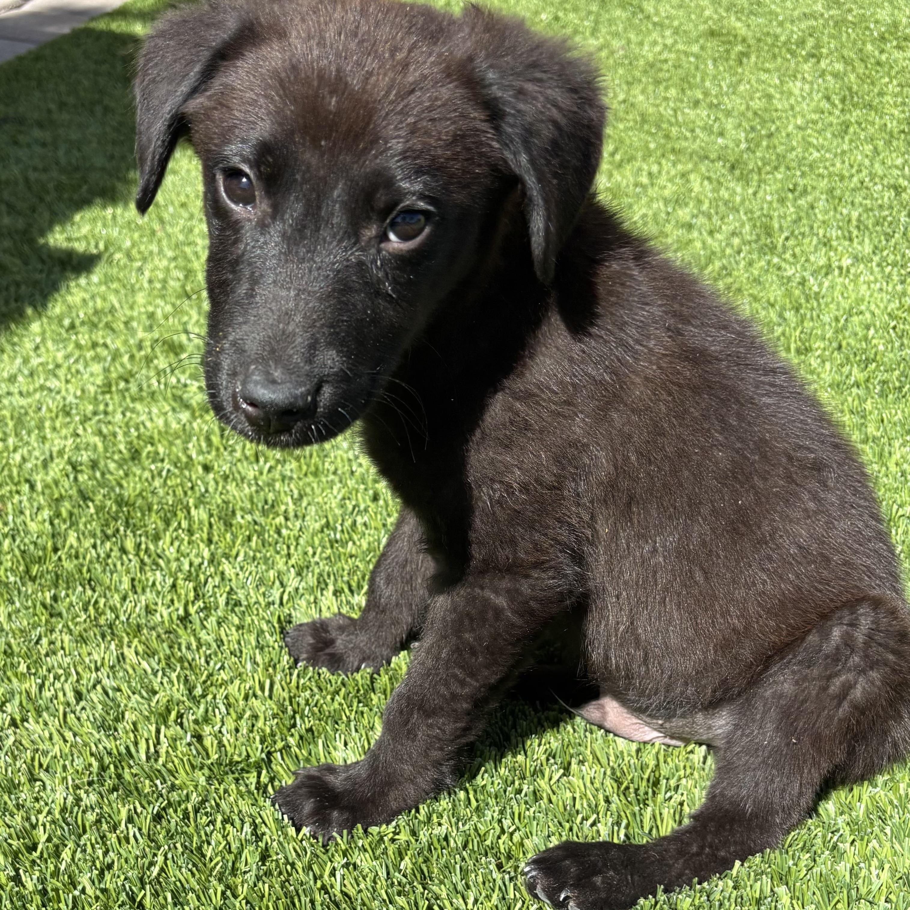 Enlarge Linus, a Adoptable mixed breed in Phoenix, AZ image 3/3