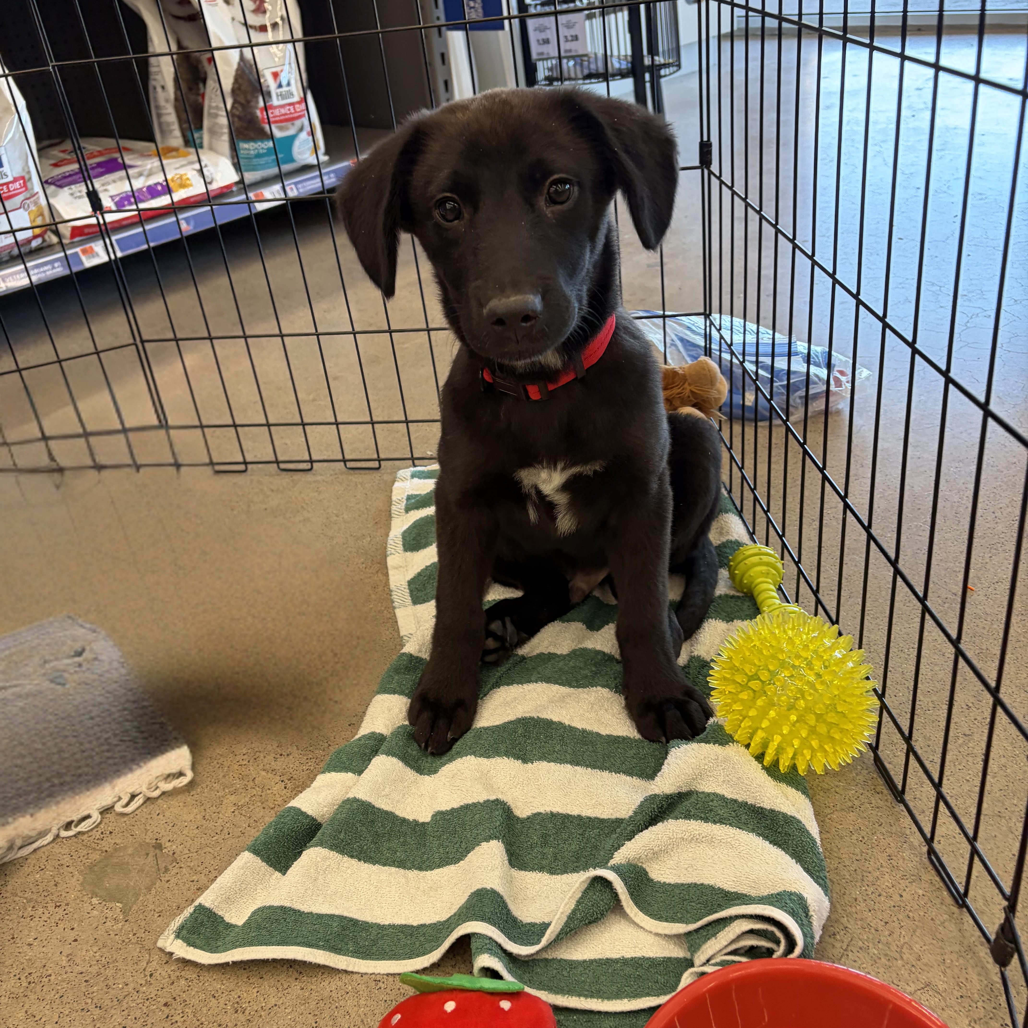 Linus, Adoptable, Puppy Male Black Labrador Retriever.