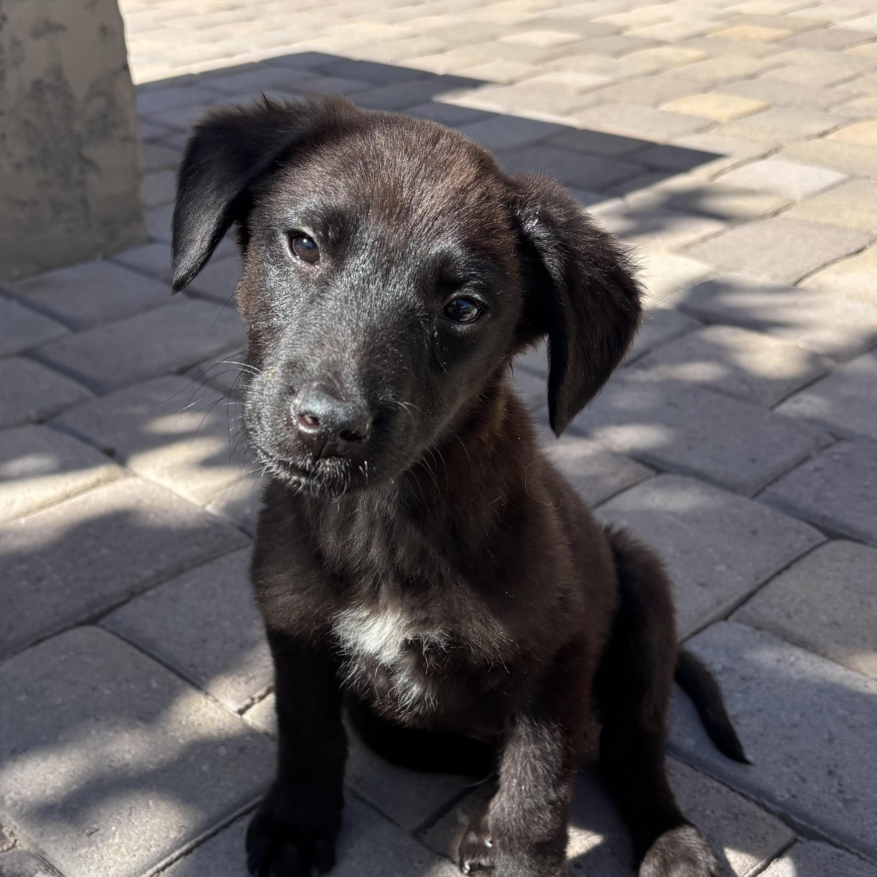 Linus, Adoptable, Puppy Female Black Labrador Retriever.