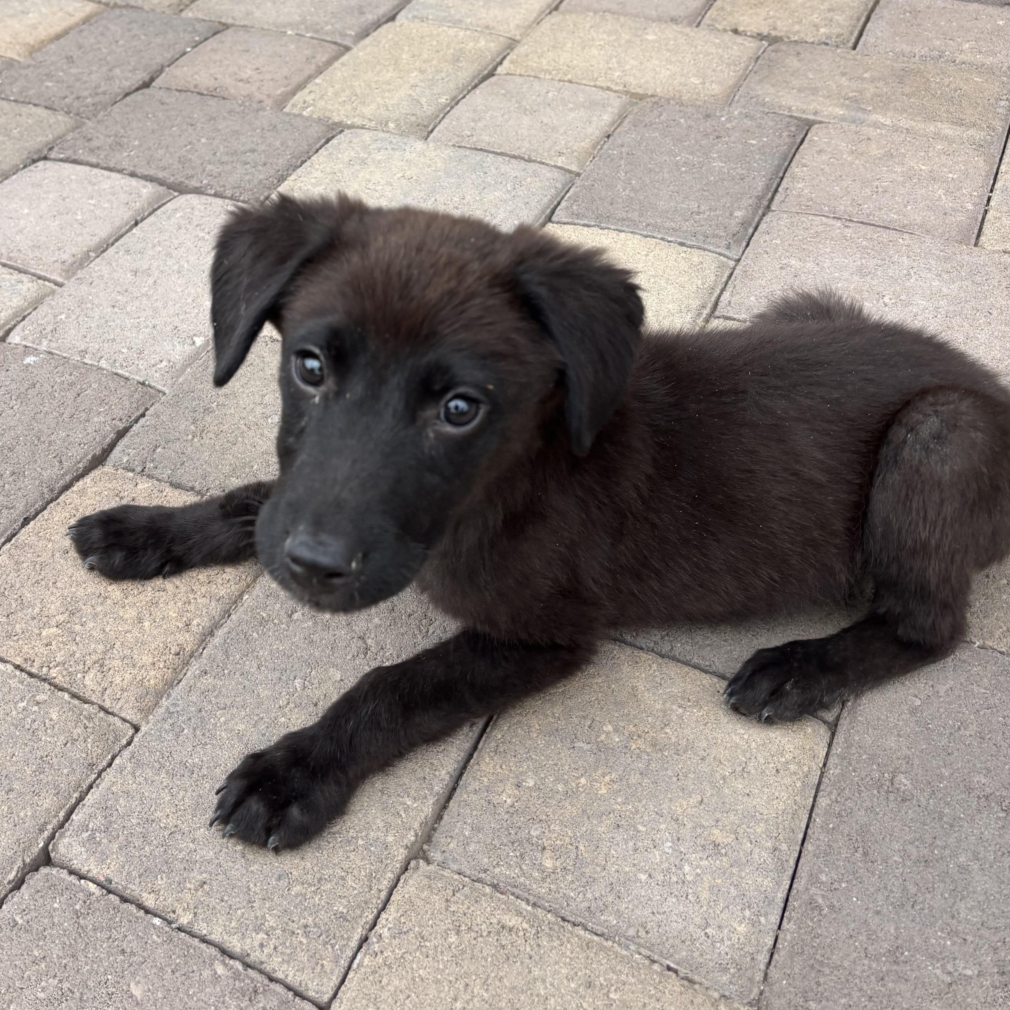 Enlarge Linus, a Adoptable mixed breed in Phoenix, AZ image 2/3