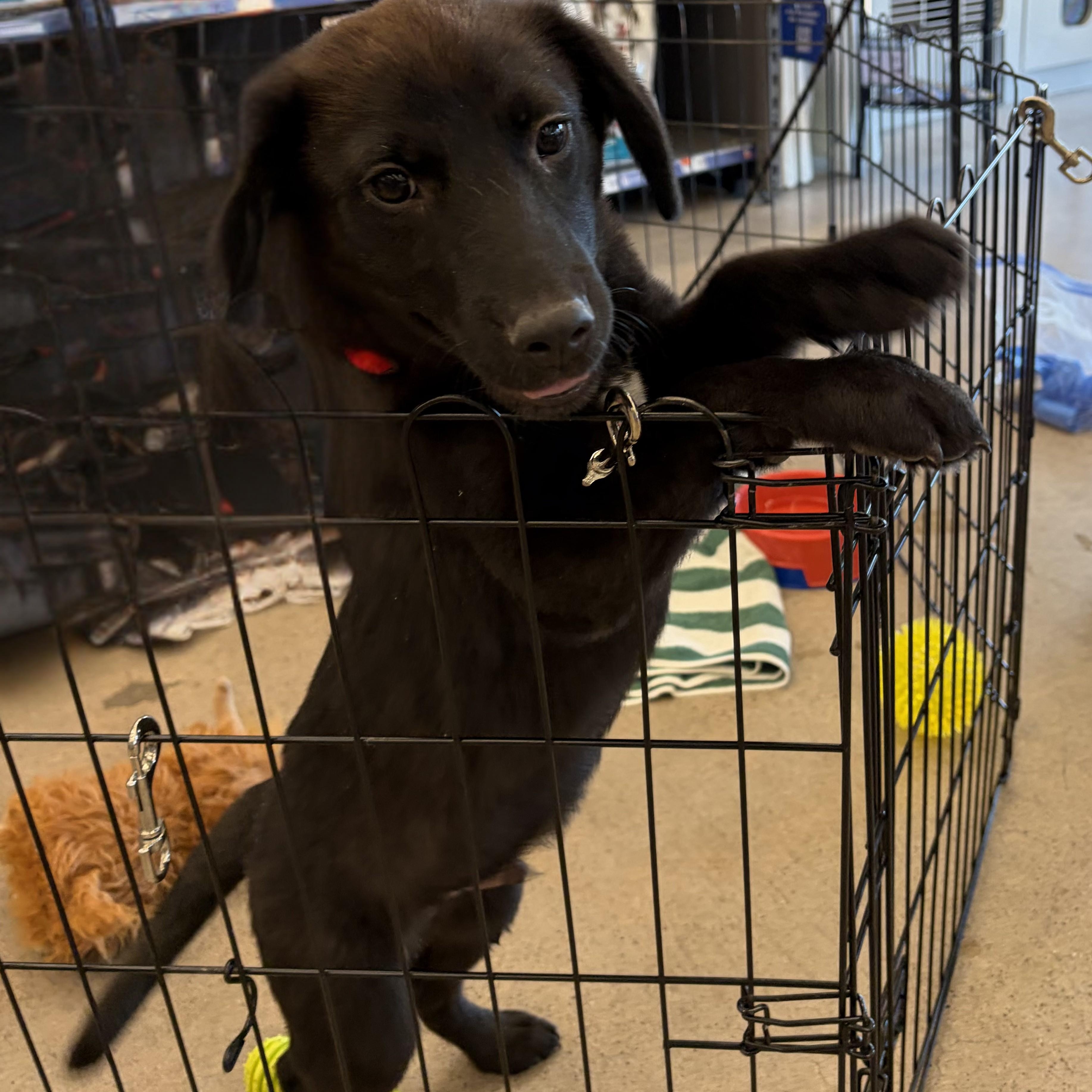 Linus, a Adoptable mixed breed in Phoenix, AZ image 2/5
