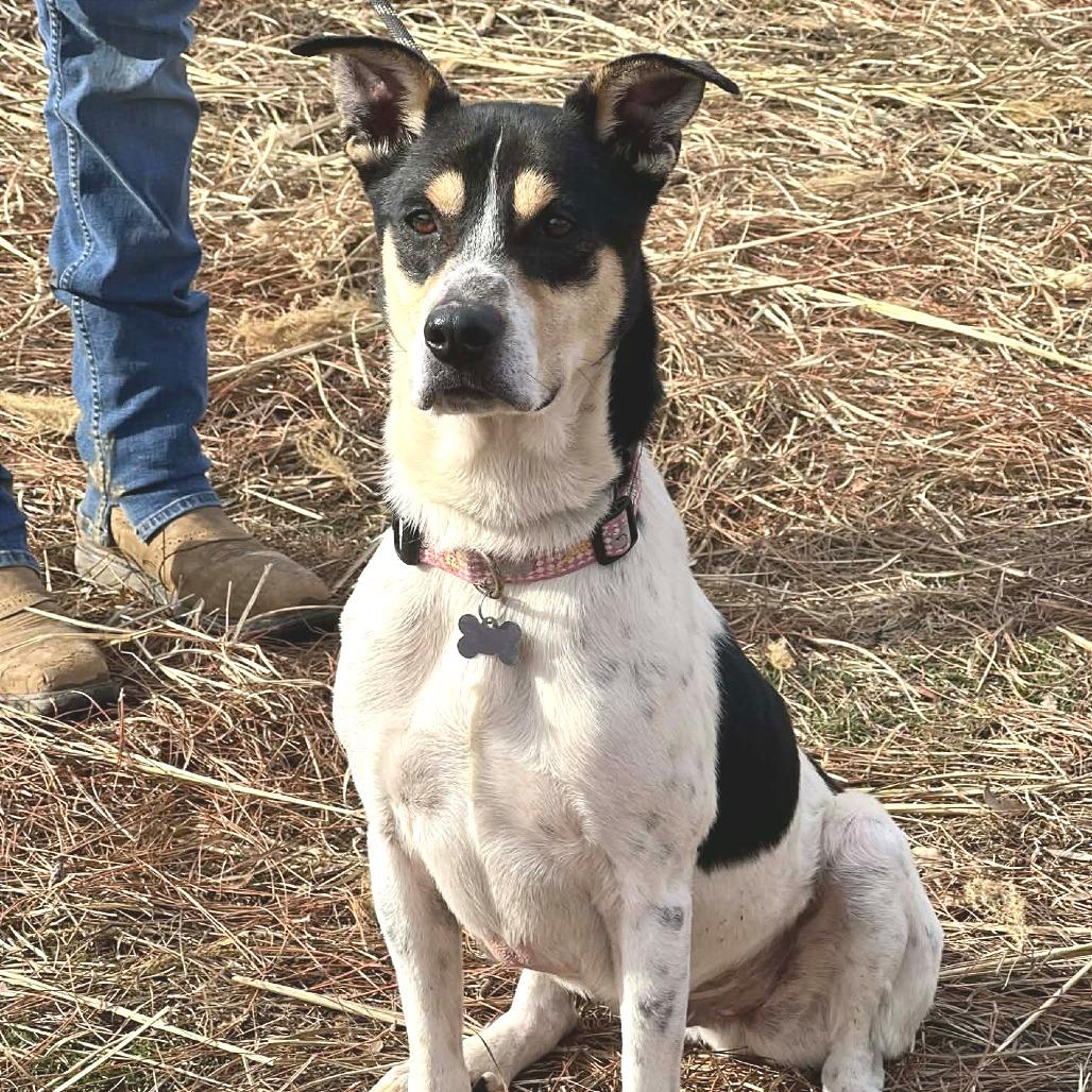 Ezra, Adoptable, Adult Male Mixed Breed.