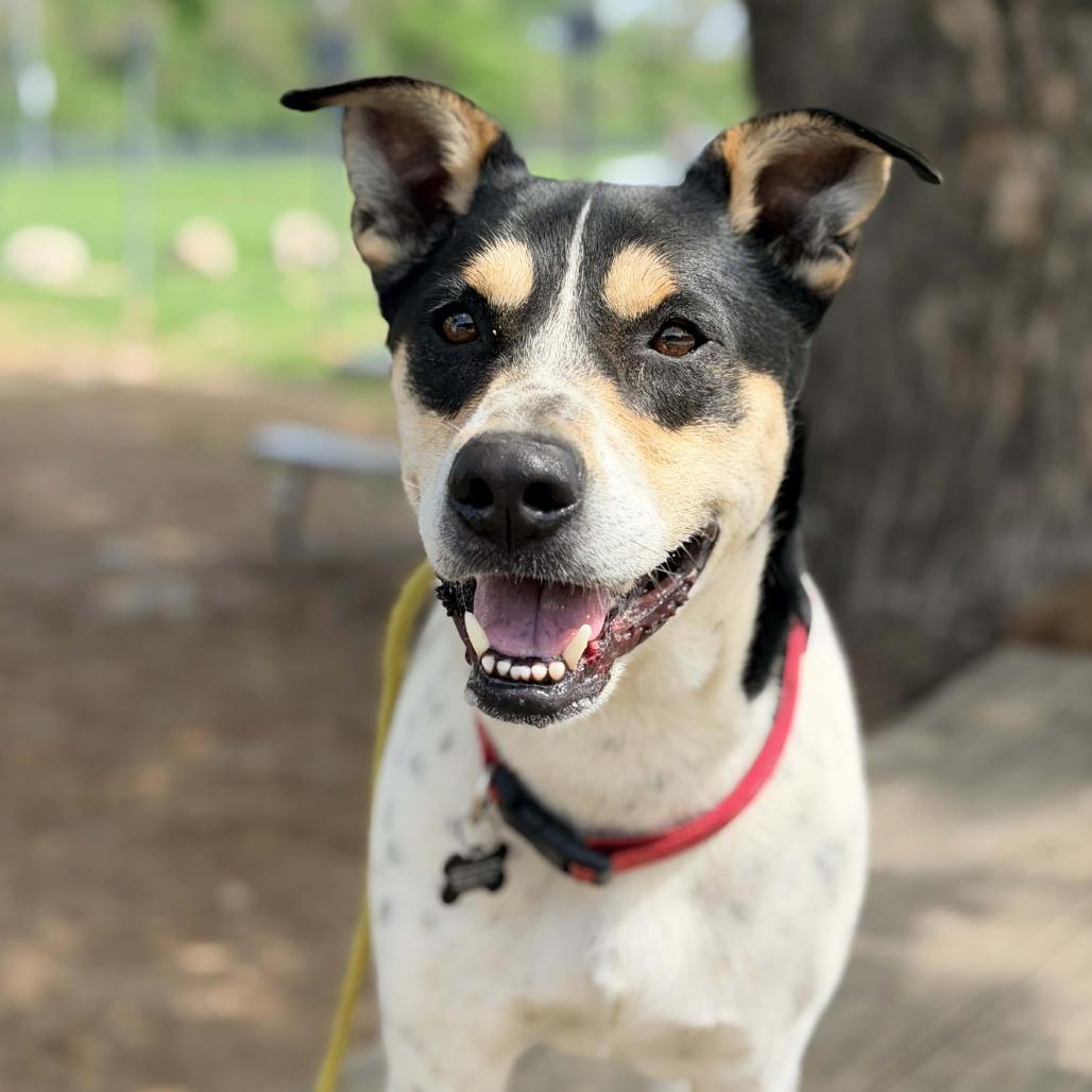 Enlarge Ezra, a Adoptable Mixed Breed in Huntington, WV image 2/6