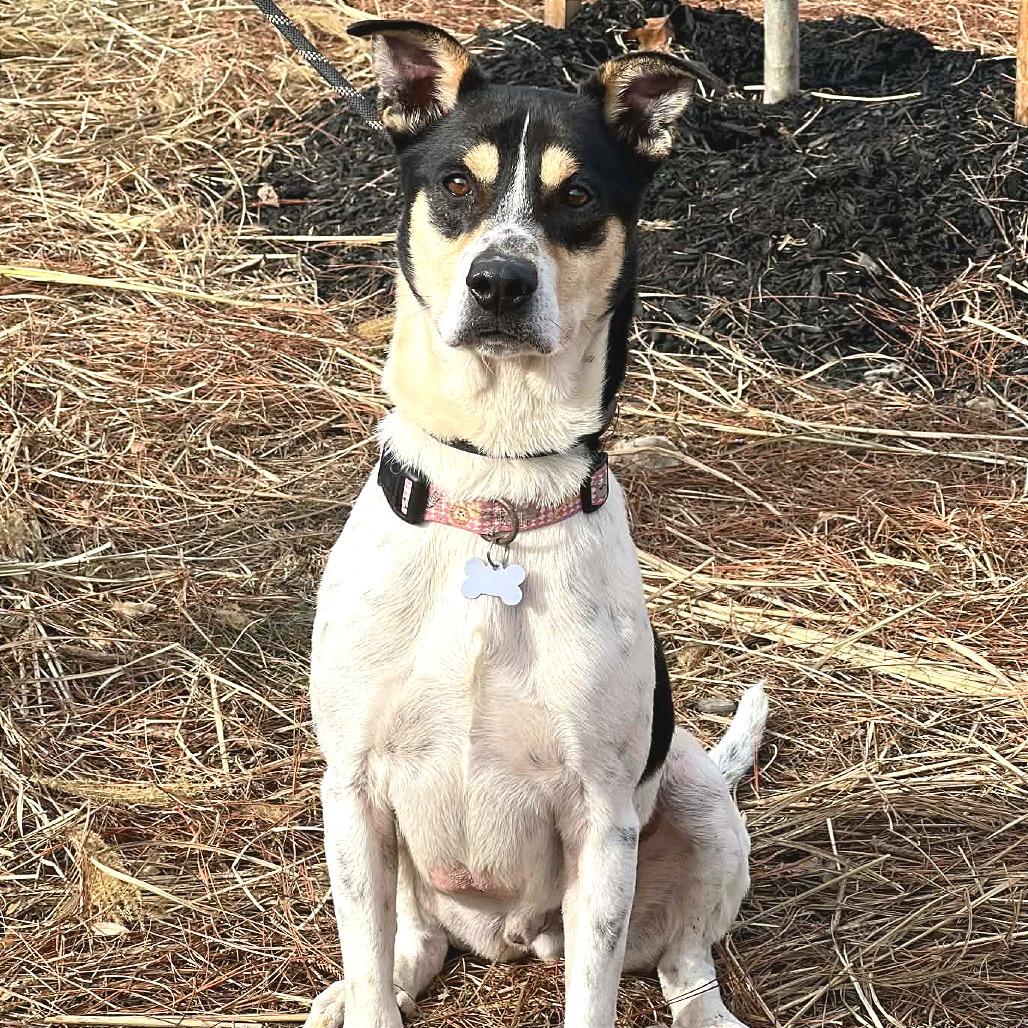 Enlarge Ezra, a Adoptable Mixed Breed in Huntington, WV image 2/5