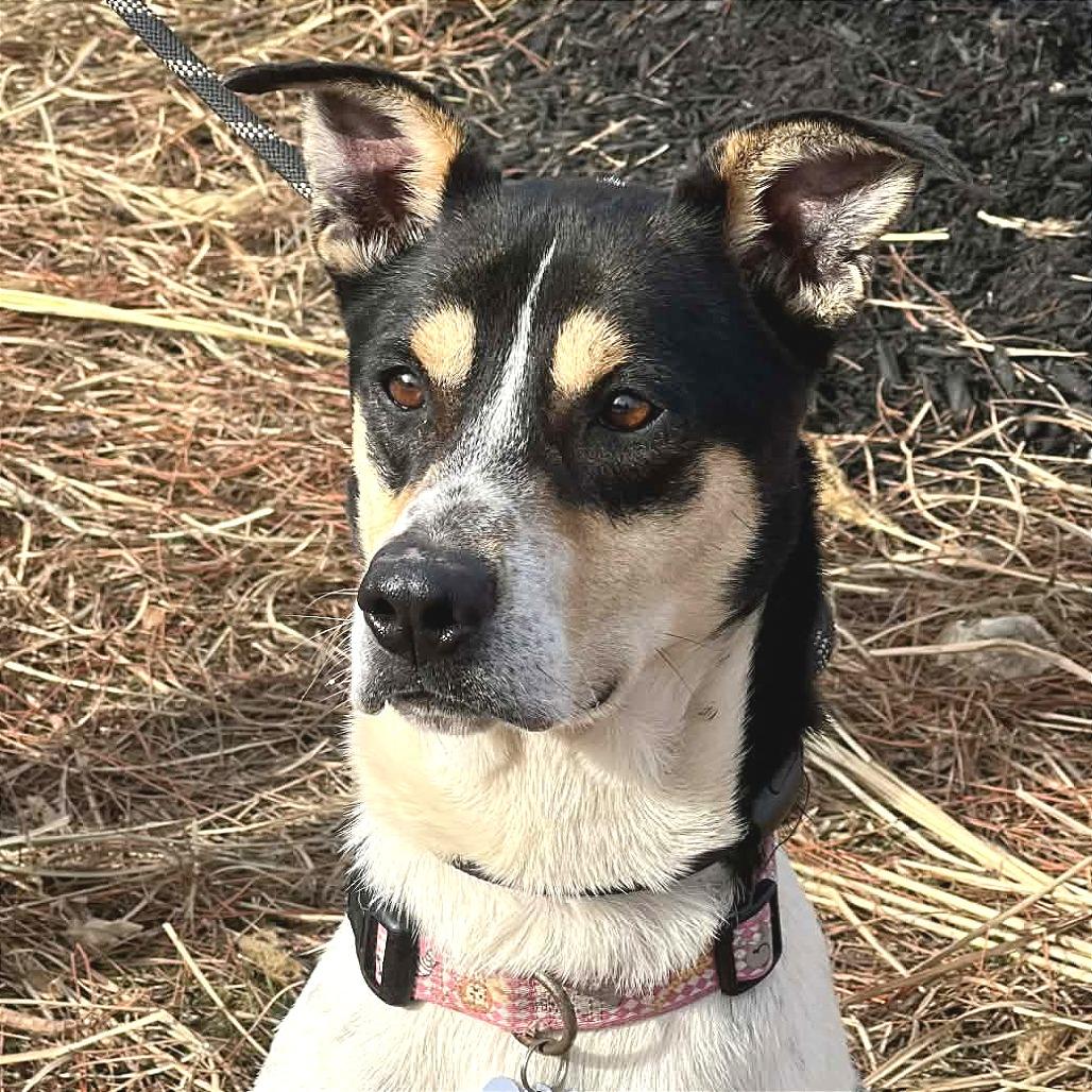 Enlarge Ezra, a Adoptable Mixed Breed in Huntington, WV image 3/5