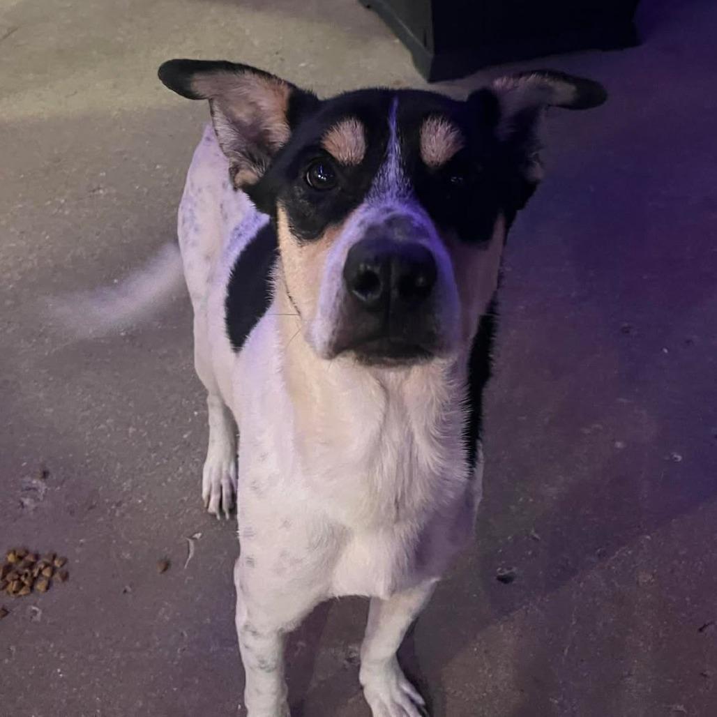 Enlarge Ezra, a Adoptable Mixed Breed in Huntington, WV image 4/5