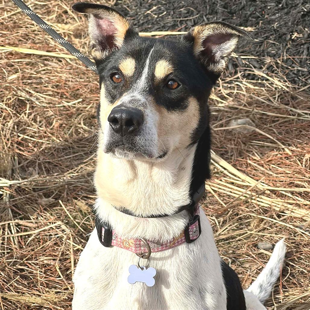 Enlarge Ezra, a Adoptable Mixed Breed in Huntington, WV image 5/5