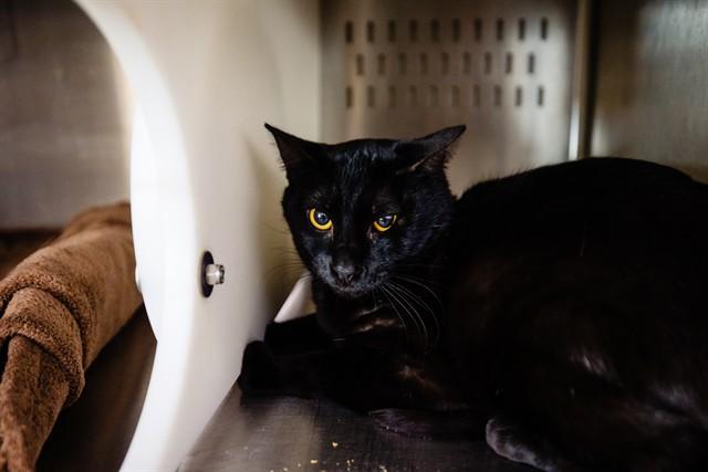 OZZY, Adoptable, Young Male Domestic Short Hair.