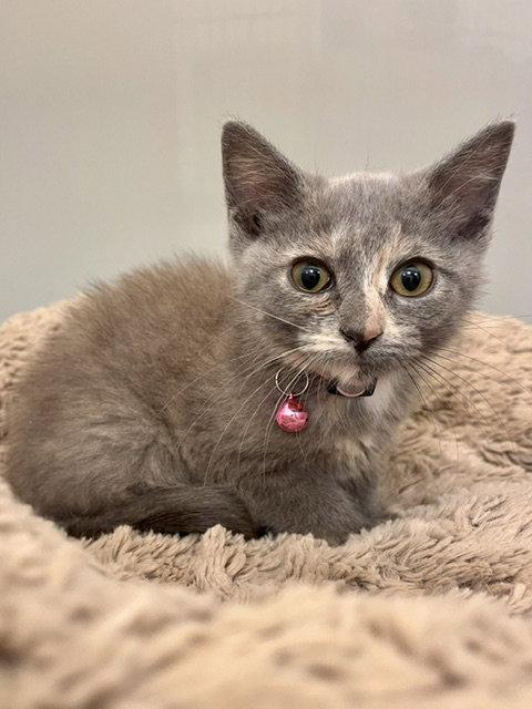 Cassie, Adoptable, Kitten Female Domestic Short Hair.