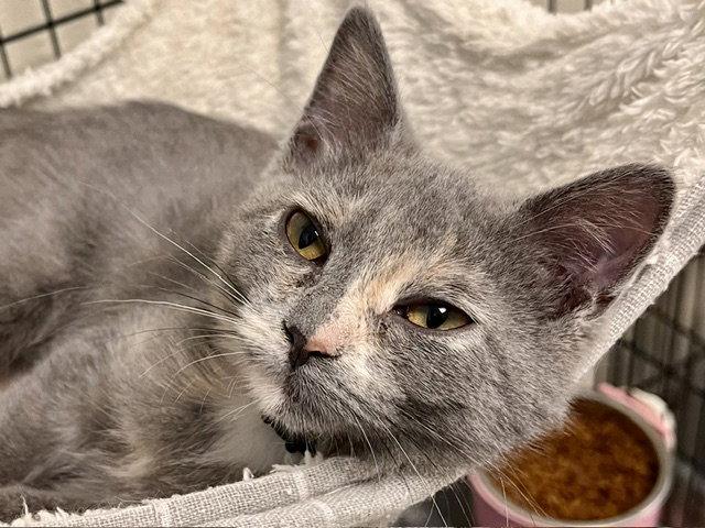 Enlarge Cassie, a Adoptable Domestic Short Hair in Webster, WI image 2/3