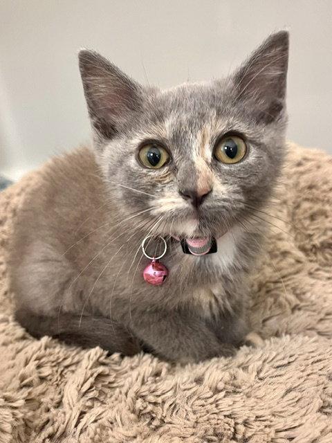 Enlarge Cassie, a Adoptable Domestic Short Hair in Webster, WI image 3/3