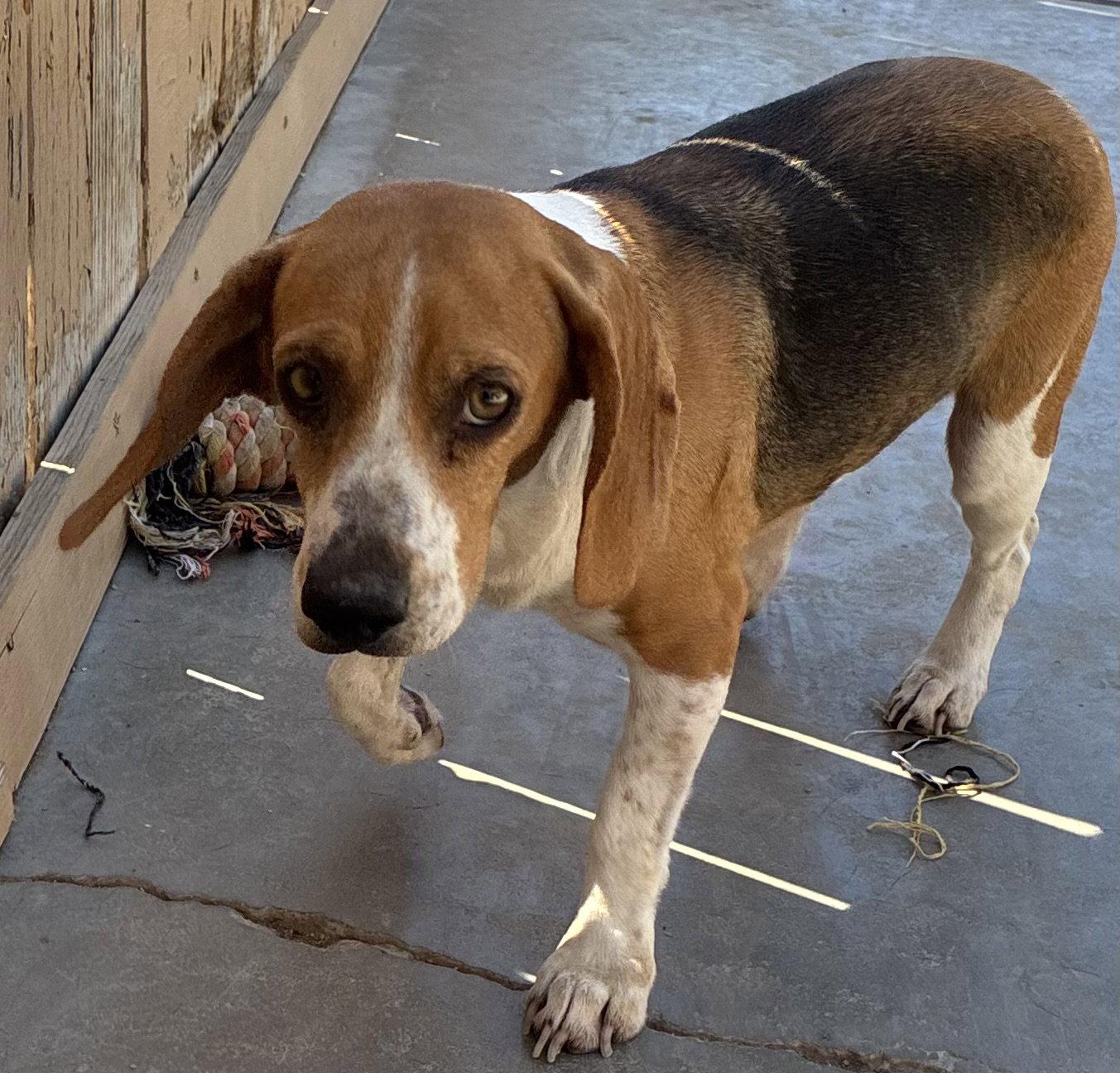 Enlarge Rosie-ADOPTED 8/19/26, a Adopted Beagle in Apple Valley, CA image 1/3